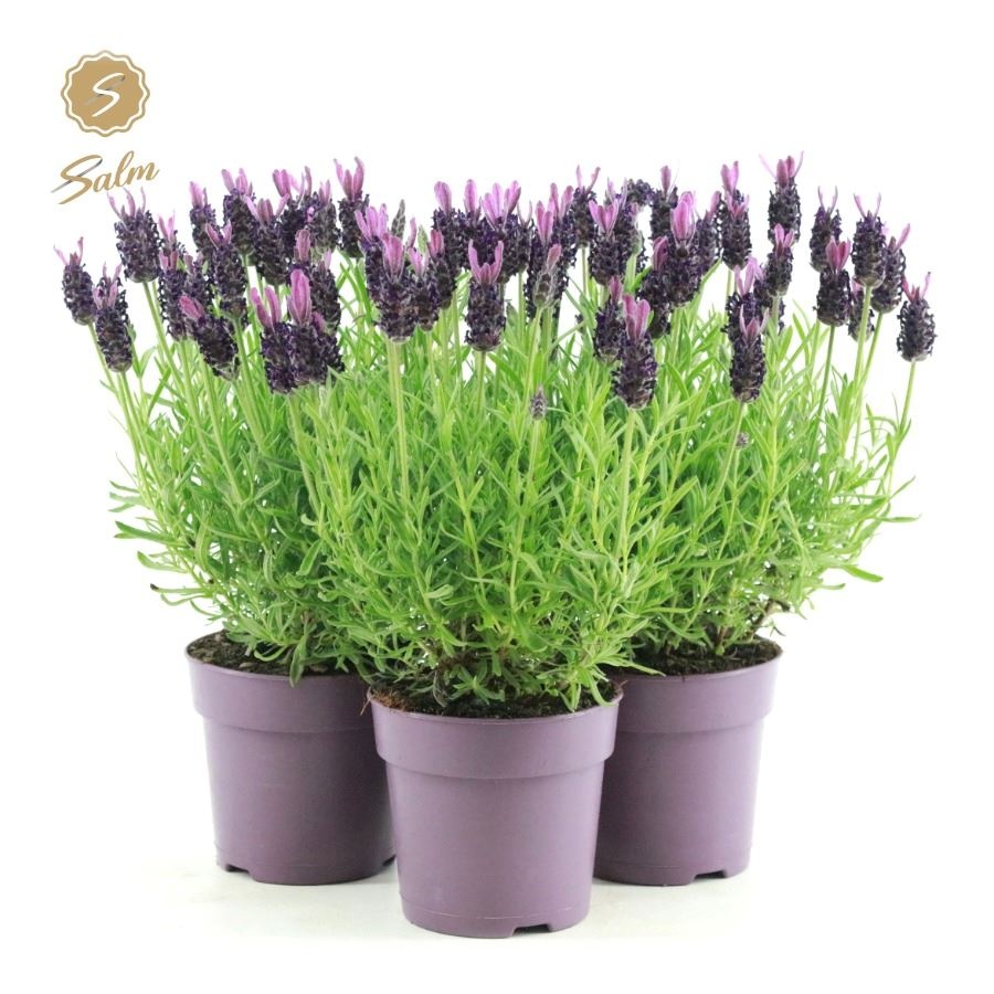 Picture of Lavandula st. 'Anouk'® Collection P12