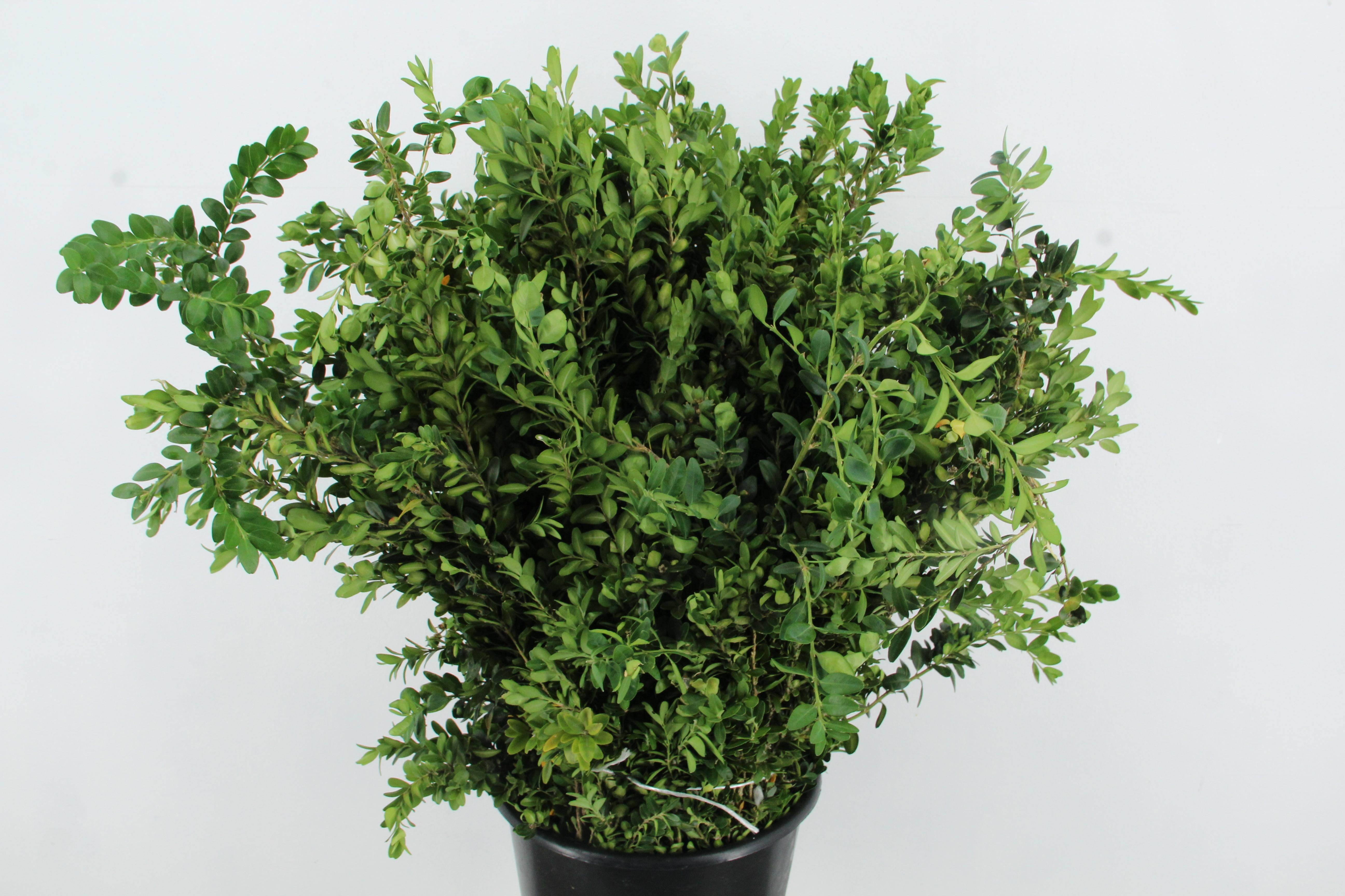 Buxus Semp Bs