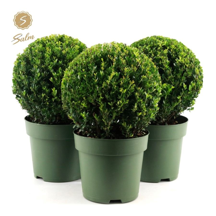 Picture of Ilex crenata 'Jenny'® Ball Ø32cm P24