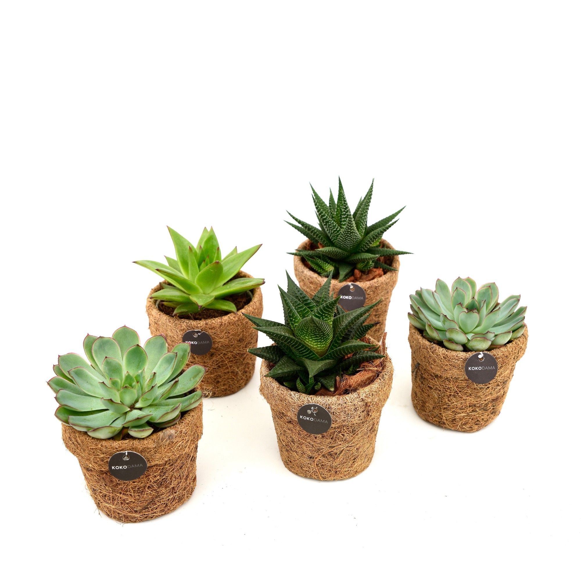 Succulenten Overig 10Ø 15cm