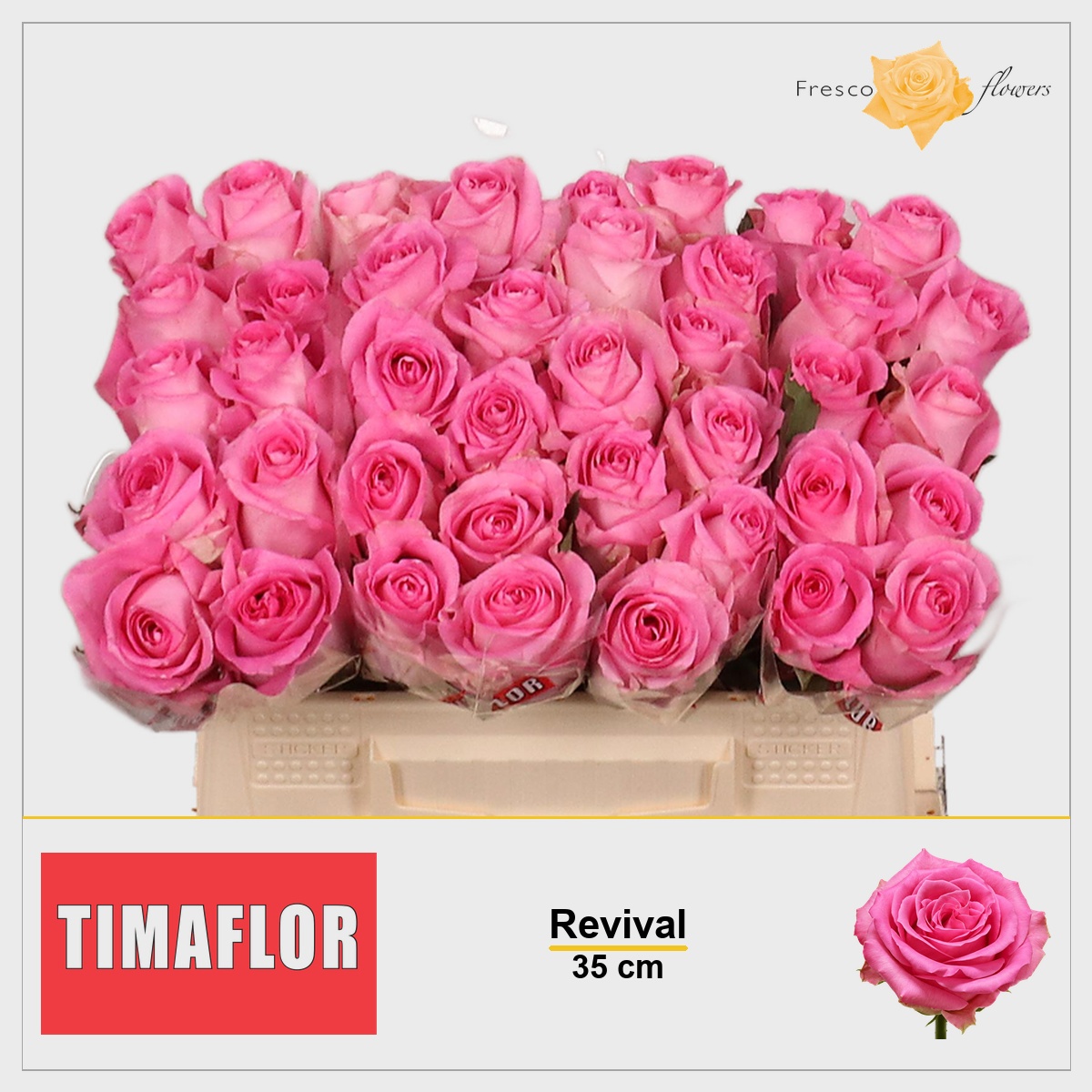 Rosa Revival 35cm