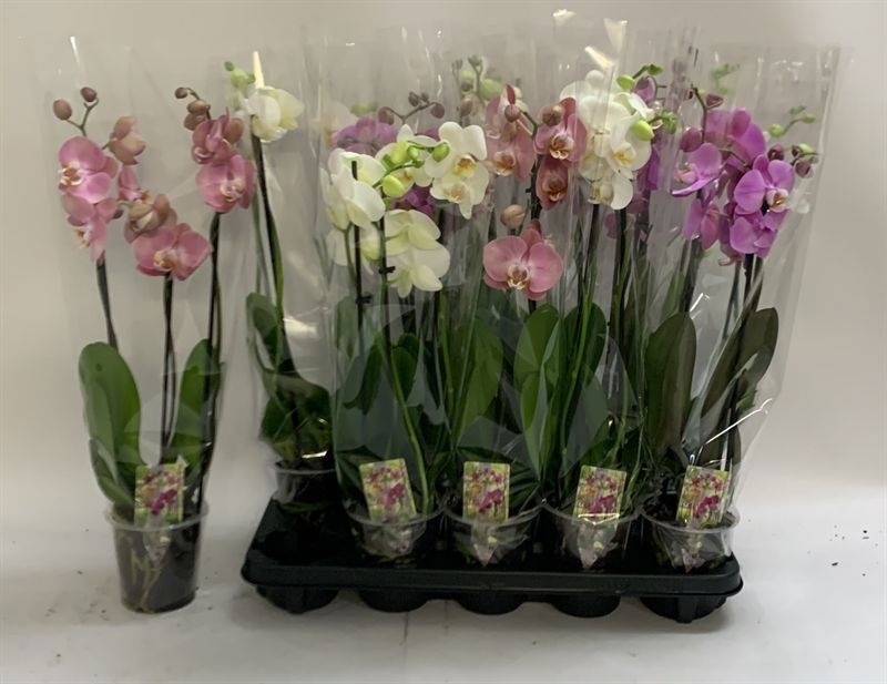 Phal Gem 12P 60H 3TAK 15bloem 23bloei