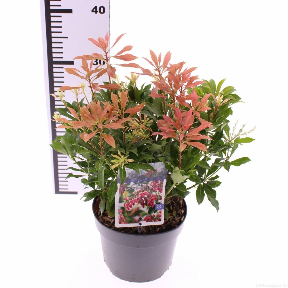 Picture of Pieris jap. 'Passion'