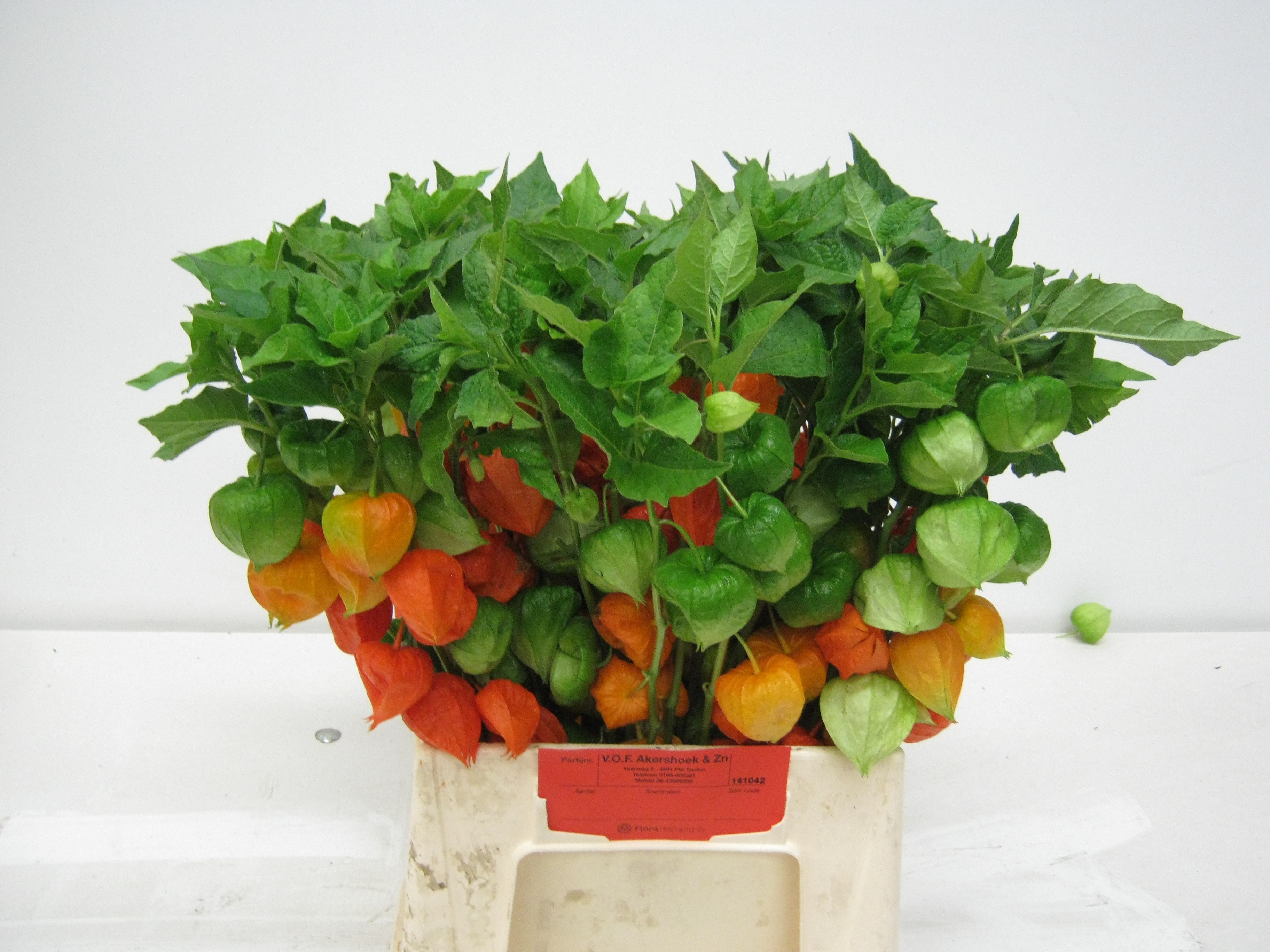 Physalis 50cm