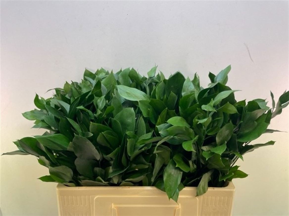Ruscus Hypophyllum 50cm