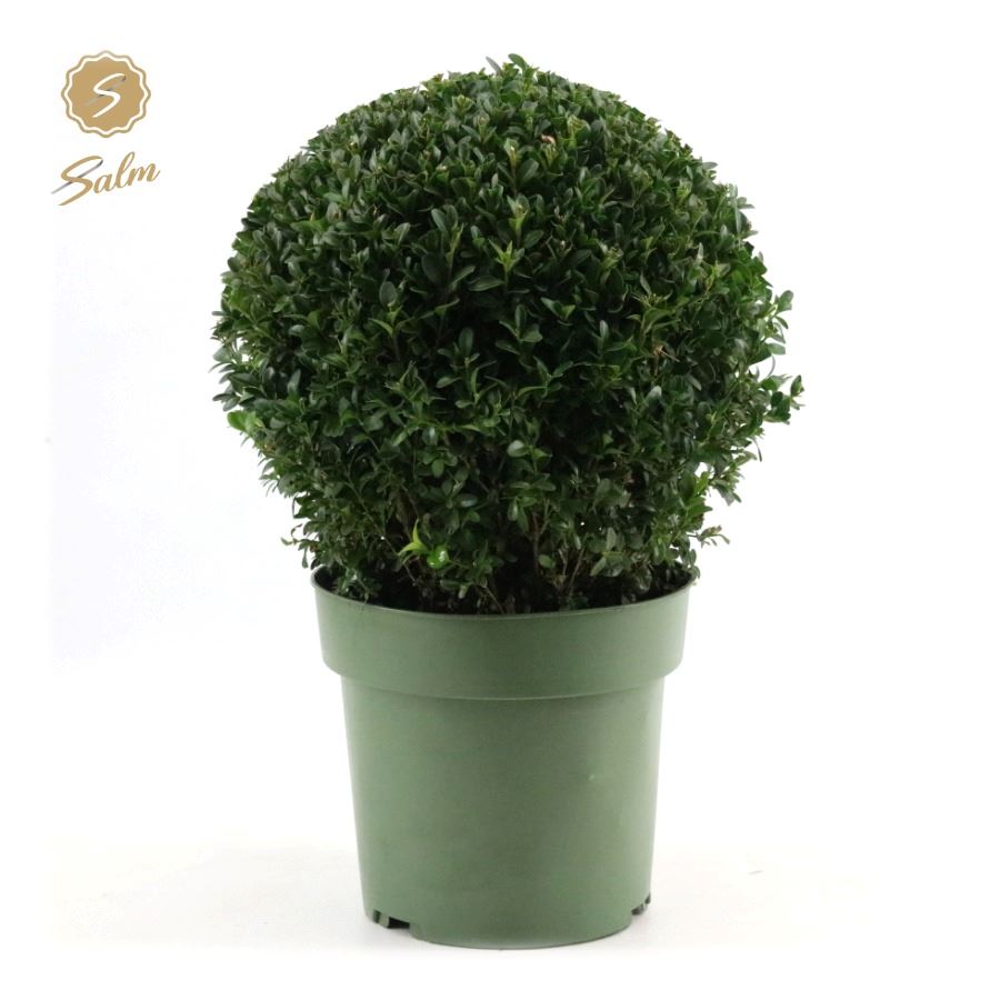 Picture of Buxus semp. Ball Ø25cm P21