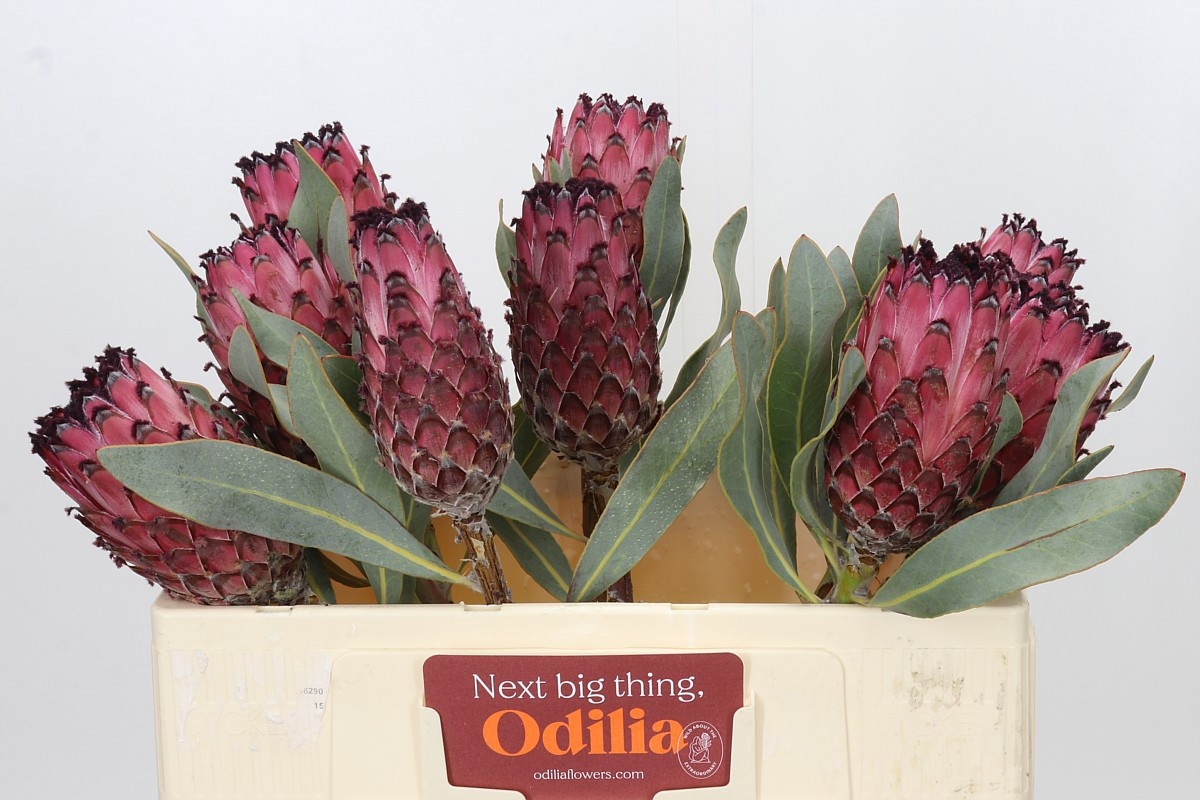 Protea Ba Red Beauty 50cm