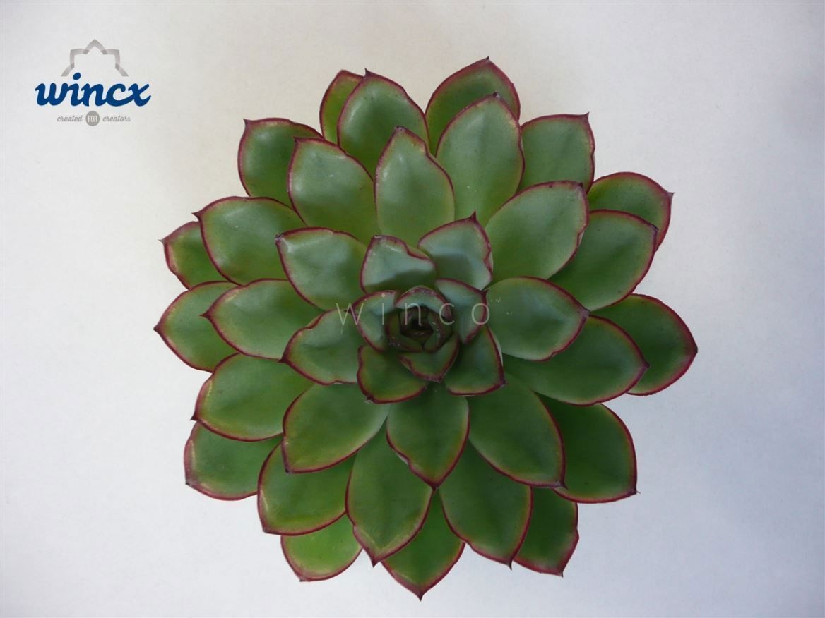 Echeveria Rondo Cutflower