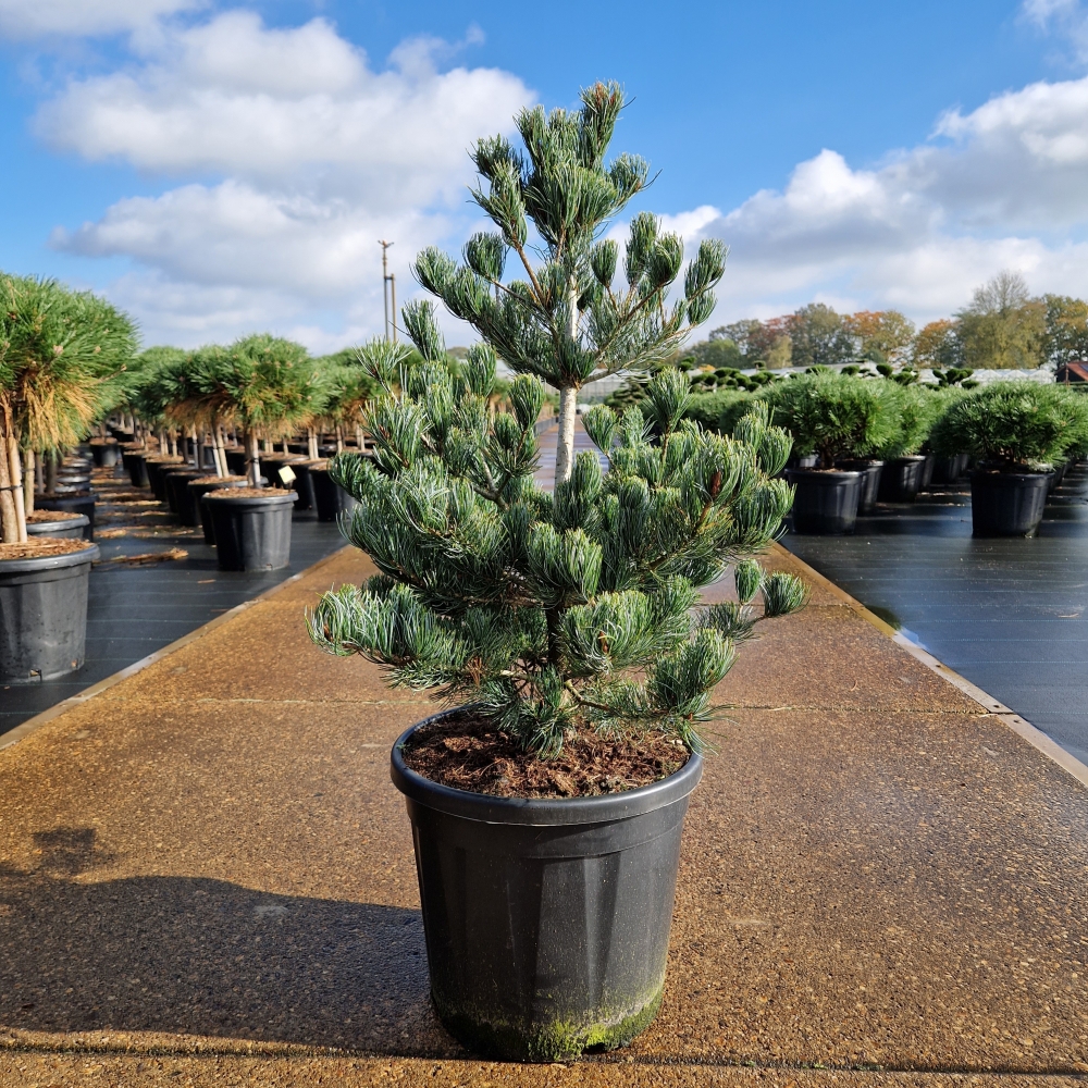 Picture of Pinus parviflora Aui C20 70/80 (LOOSE)