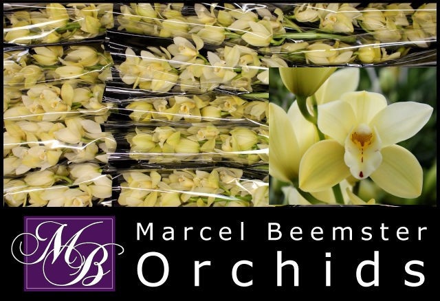 Cymbidium Mini Earlys Paddy 50cm