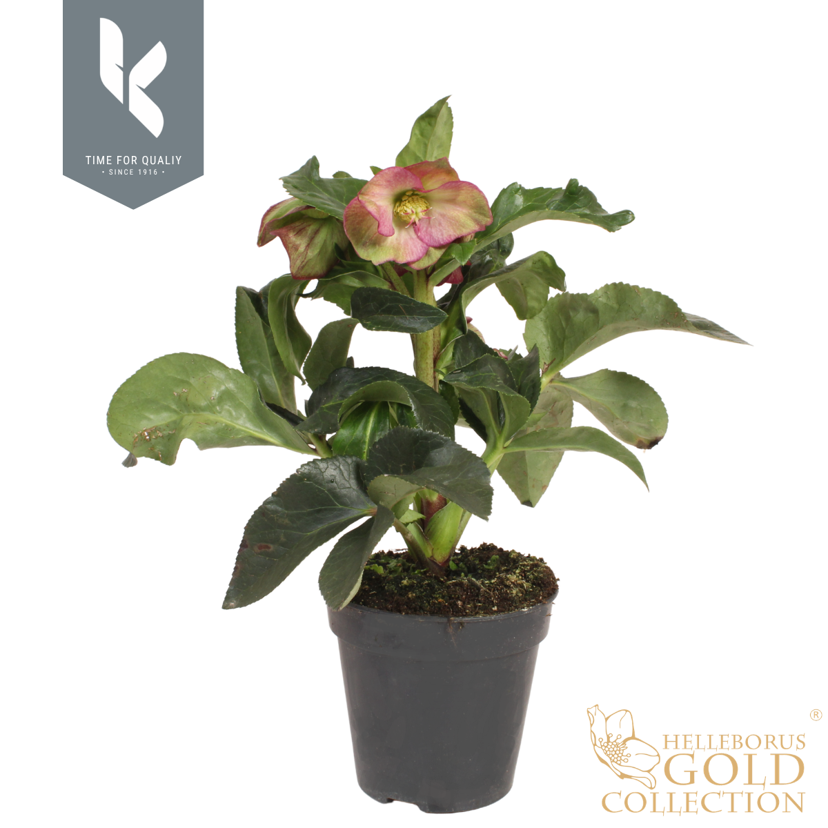 Hgc Helleborus Ice N Roses Ruby
