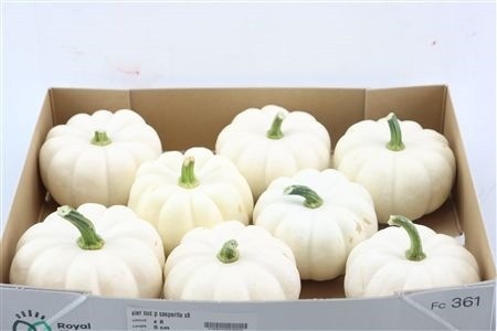 Cucurbita Pepo