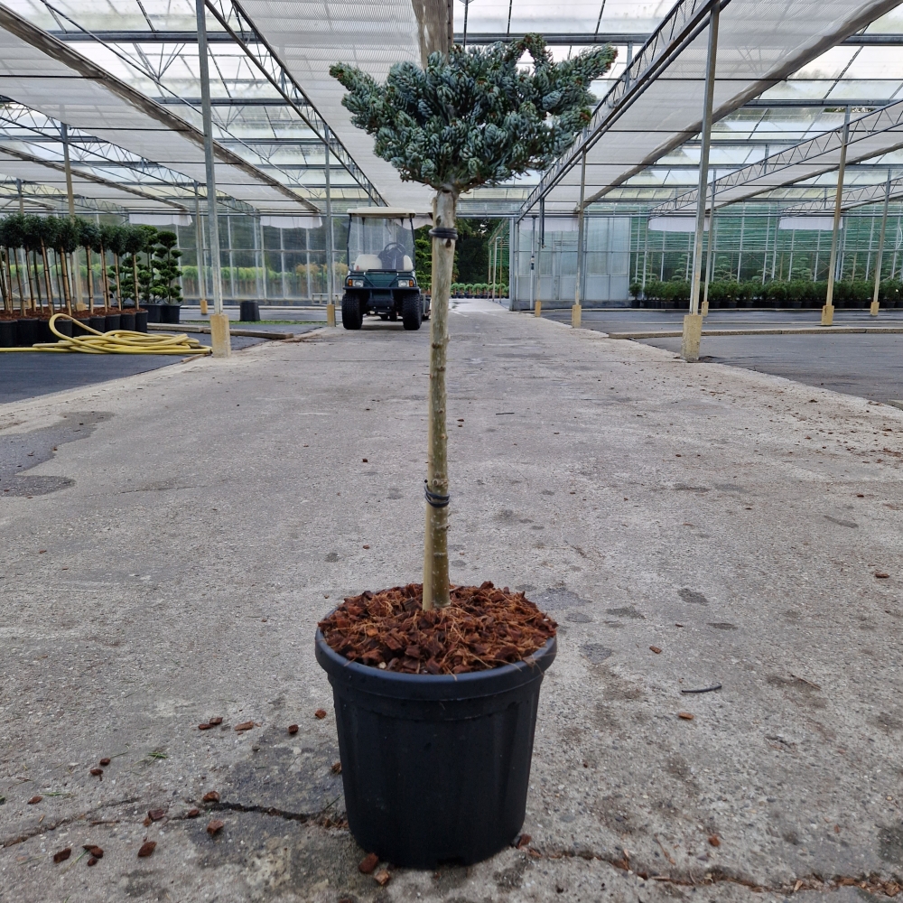 Picture of Abies koreana Kohout's Icebreaker C6 80CM (LOOSE)