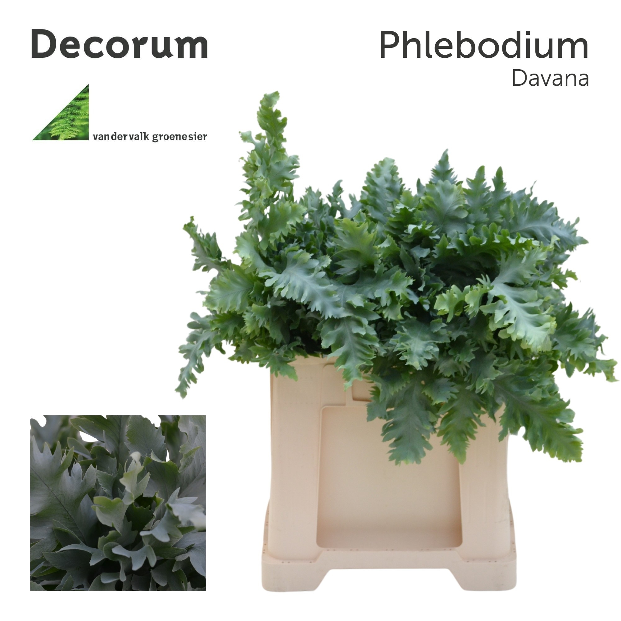 Phlebodium Aur Davana 50cm