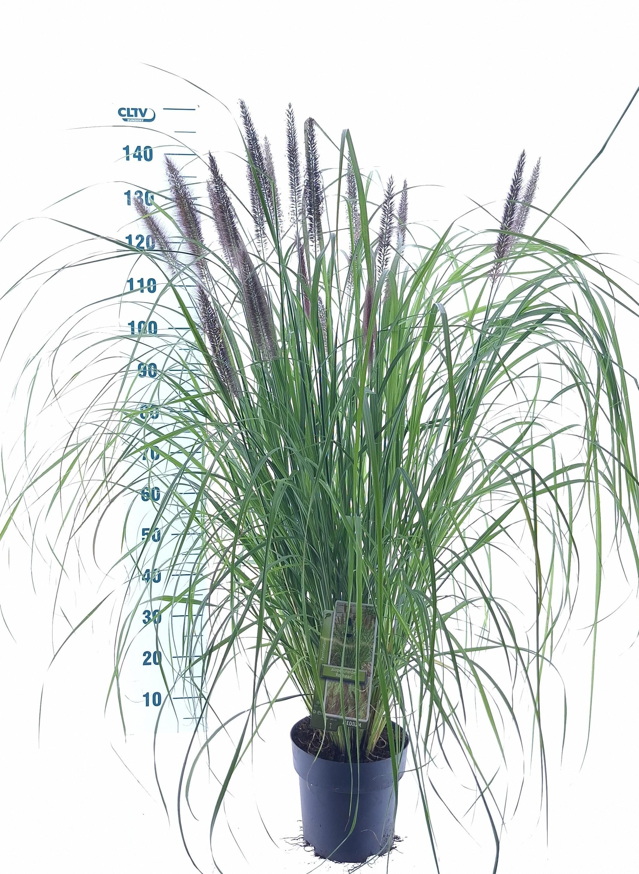 Pennisetum alopecuroides 'Redhead'