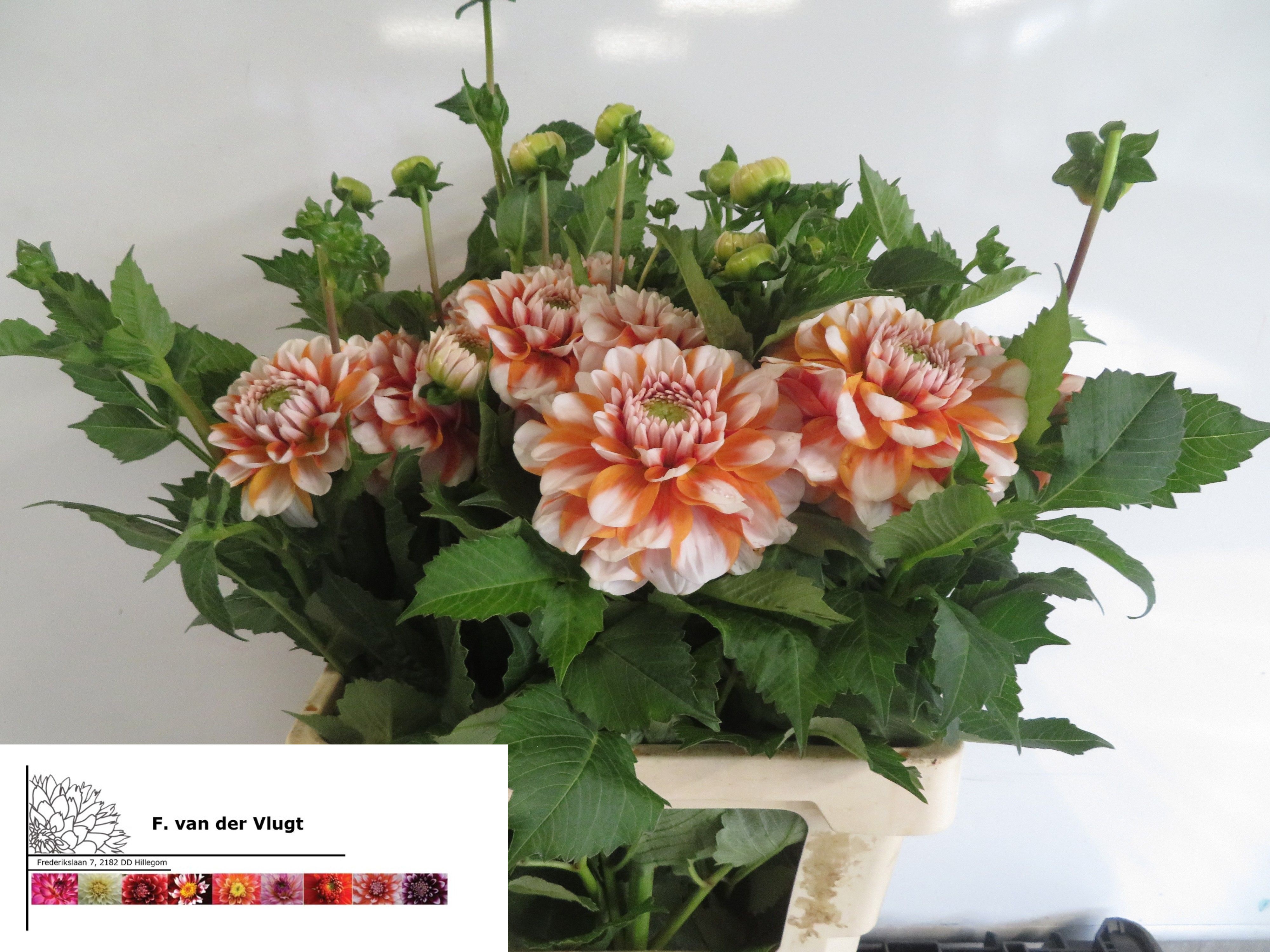 Dahlia 50cm