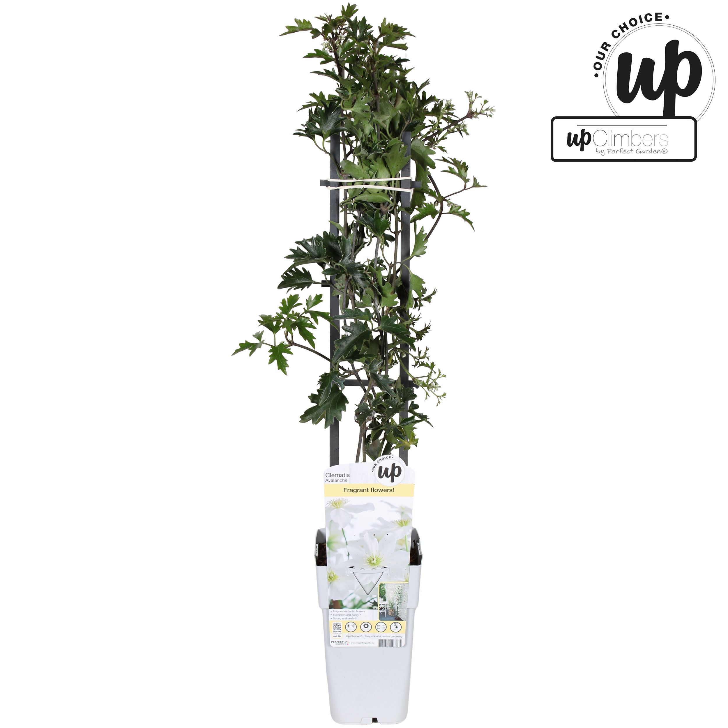 Picture of Clematis Avalanche Our Choice P15