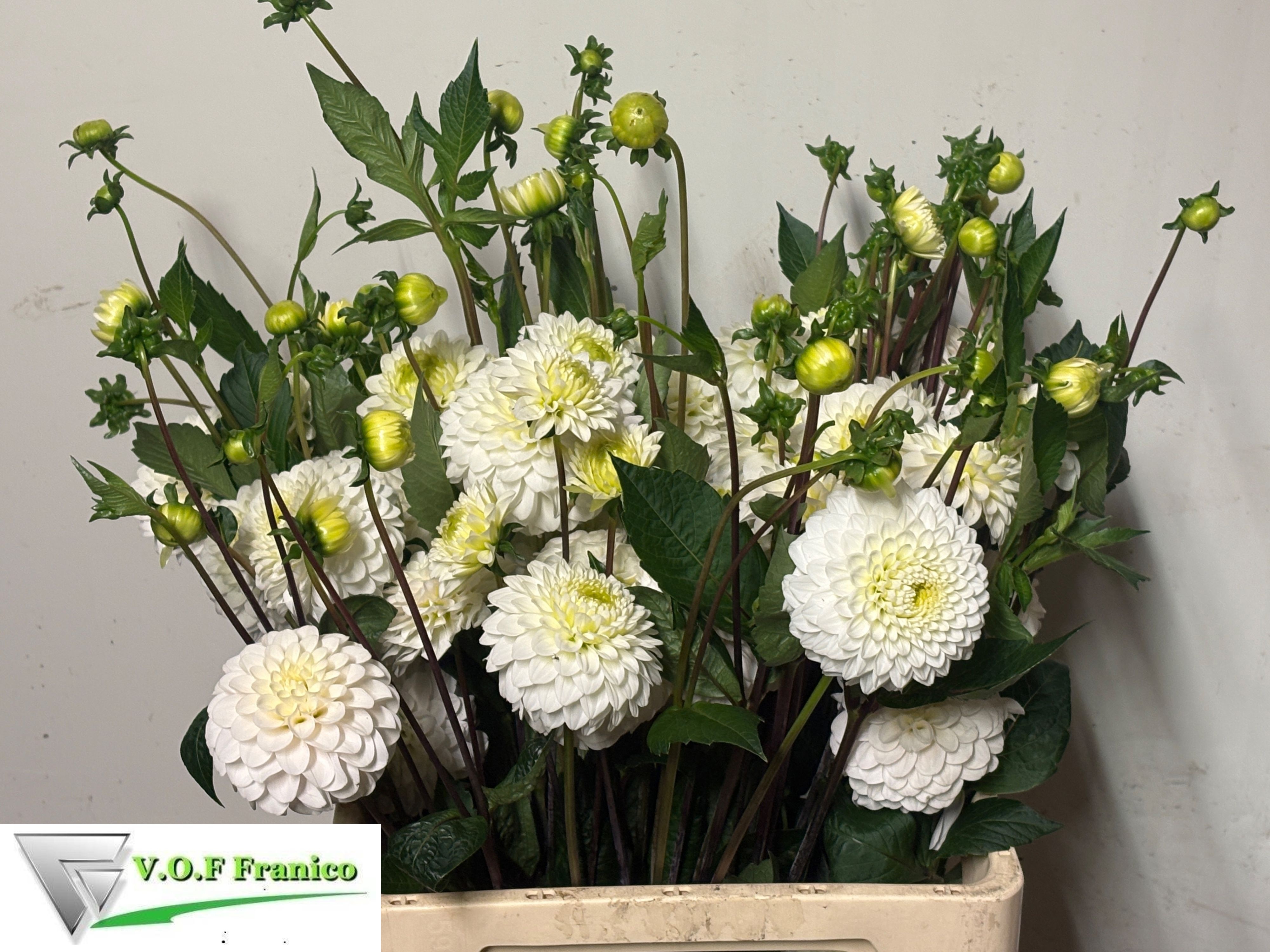 Dahlia Caro 50cm