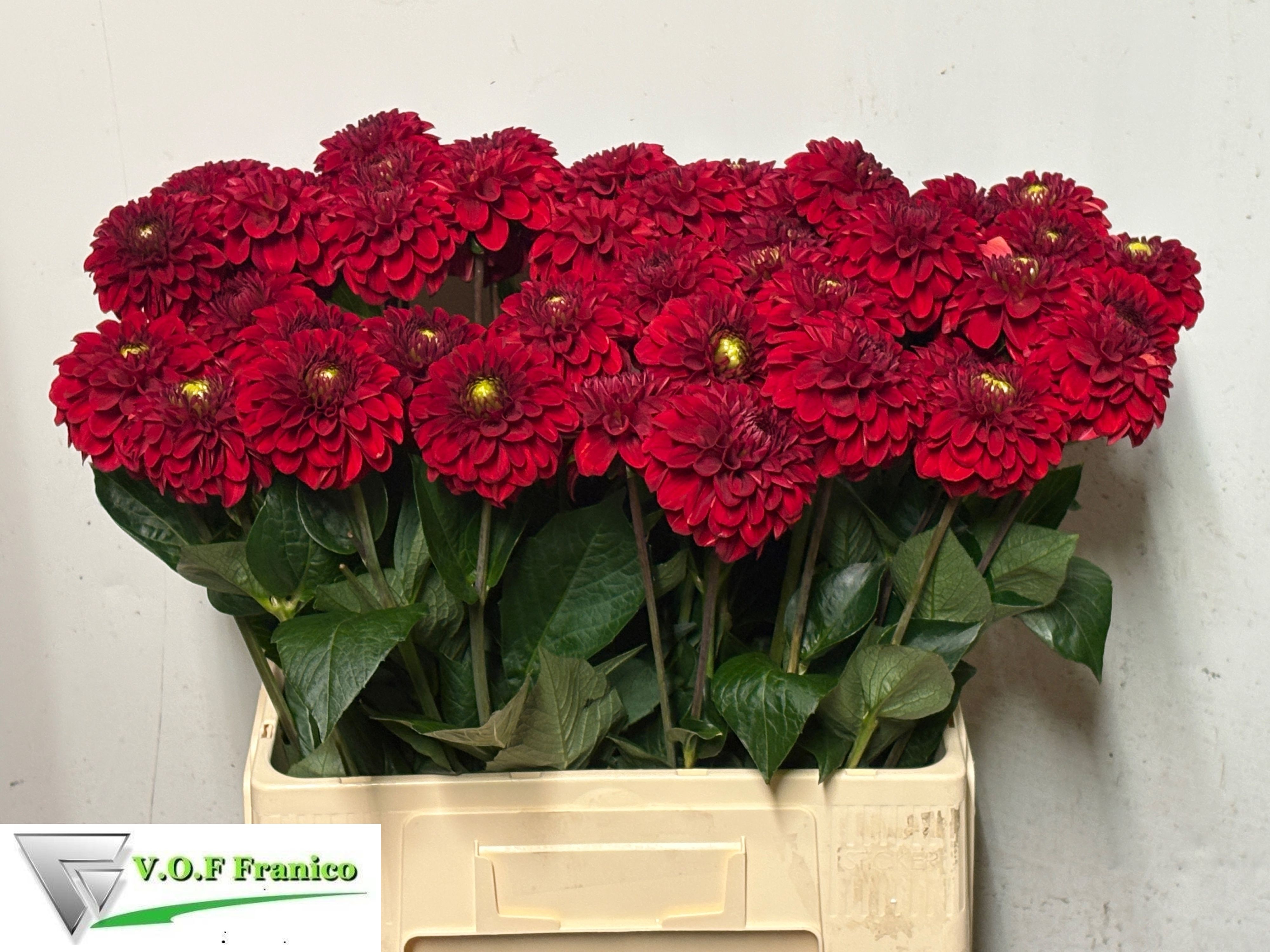 Dahlia Red Fox 60cm