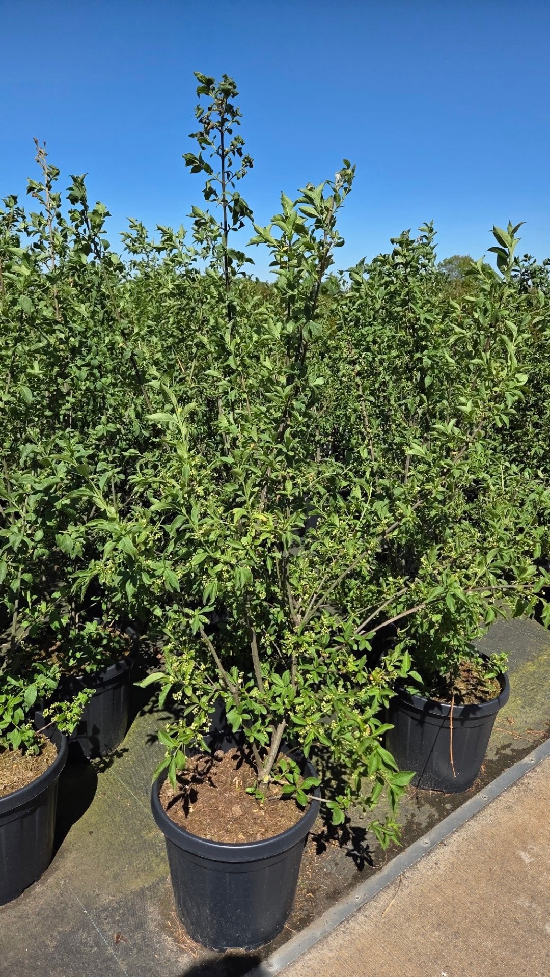 Euonymus europaeus 'Red Cascade'
