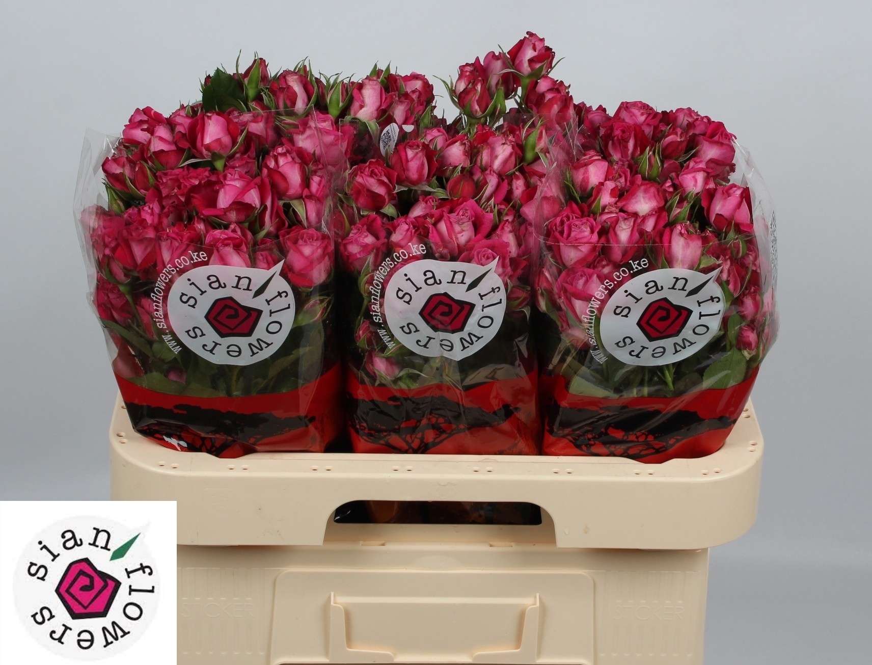 Rosa Spr 60cm