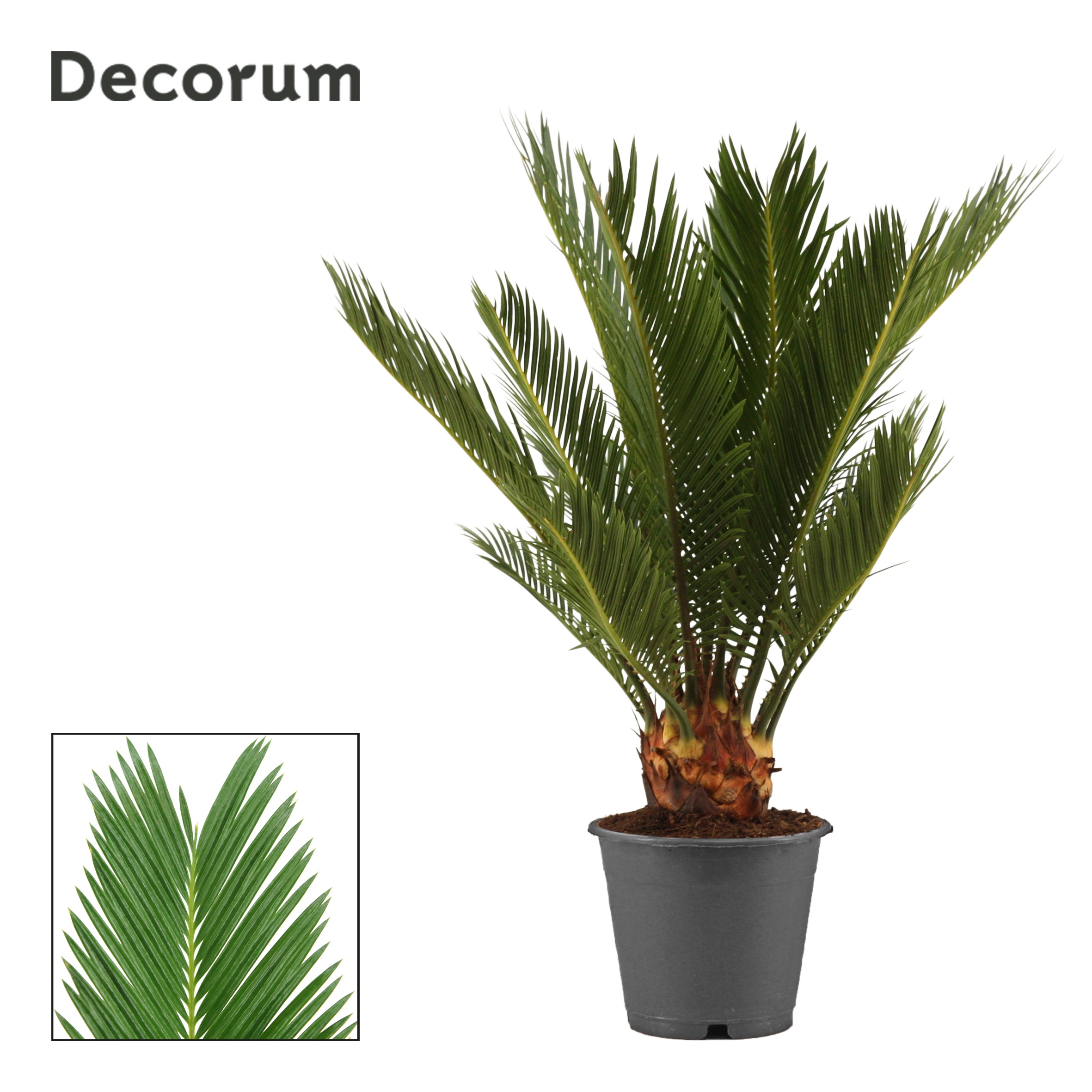 Cycas Revoluta Decorum, 6+ veren