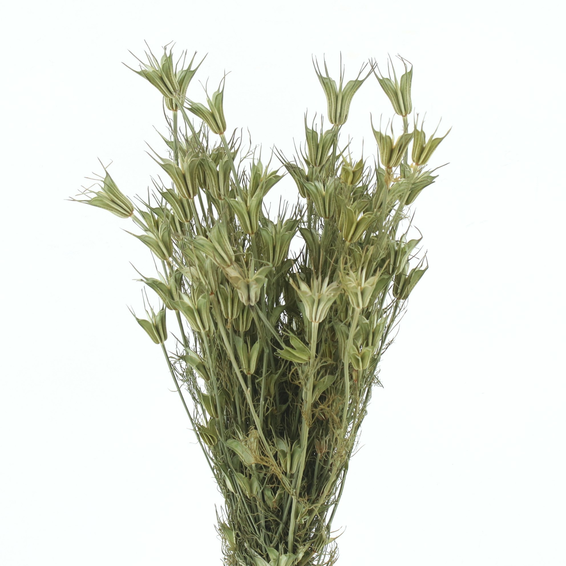 Dried Miscellaneous 50cm
