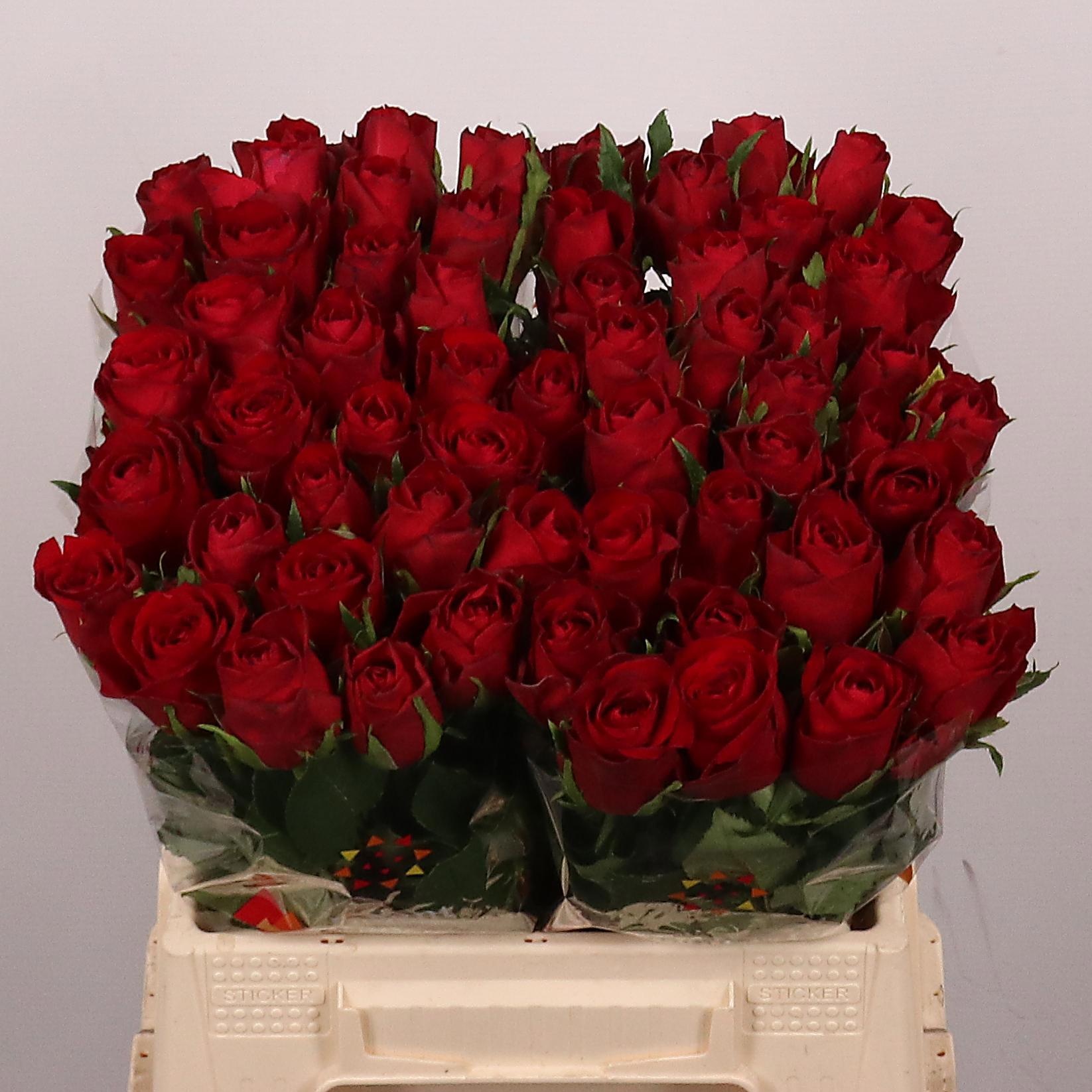 Rosa Madam Red 40cm
