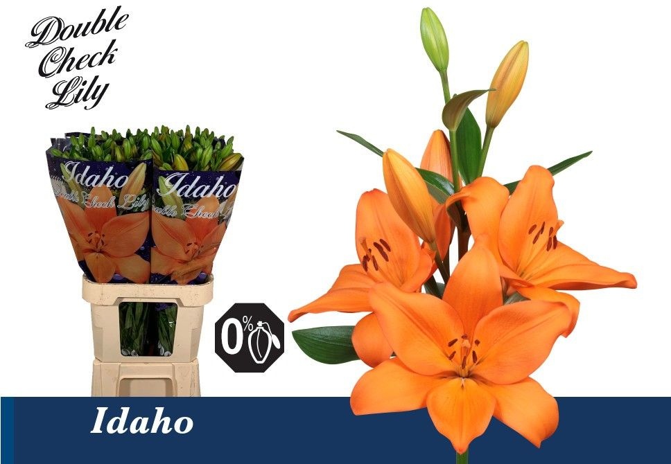 Li La Idaho