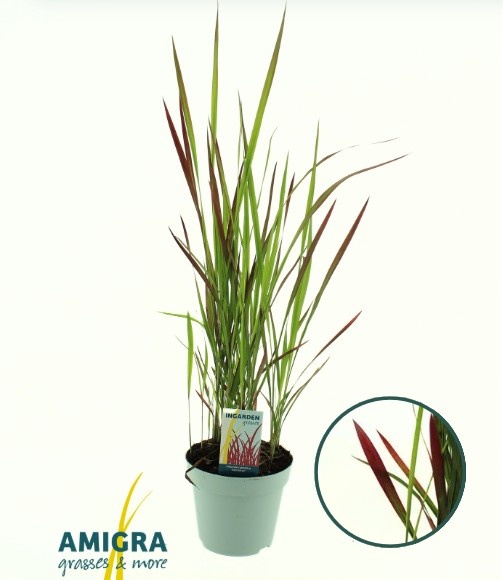 Picture of Imperata cylindrica 'Red Baron'