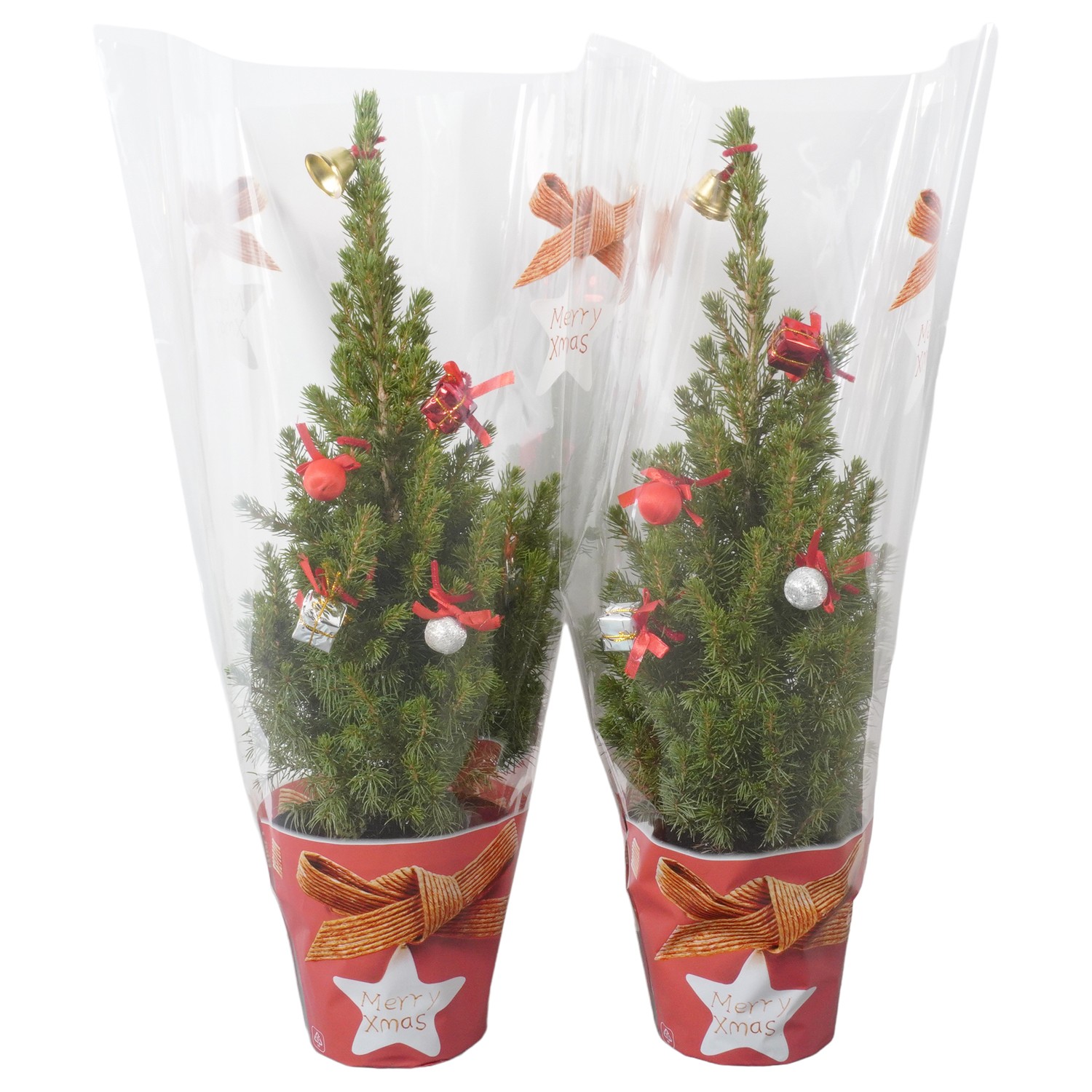 Picture of PTK24407 Picea Conica Perfecta in Xmas sleeve decoration P13 45cm