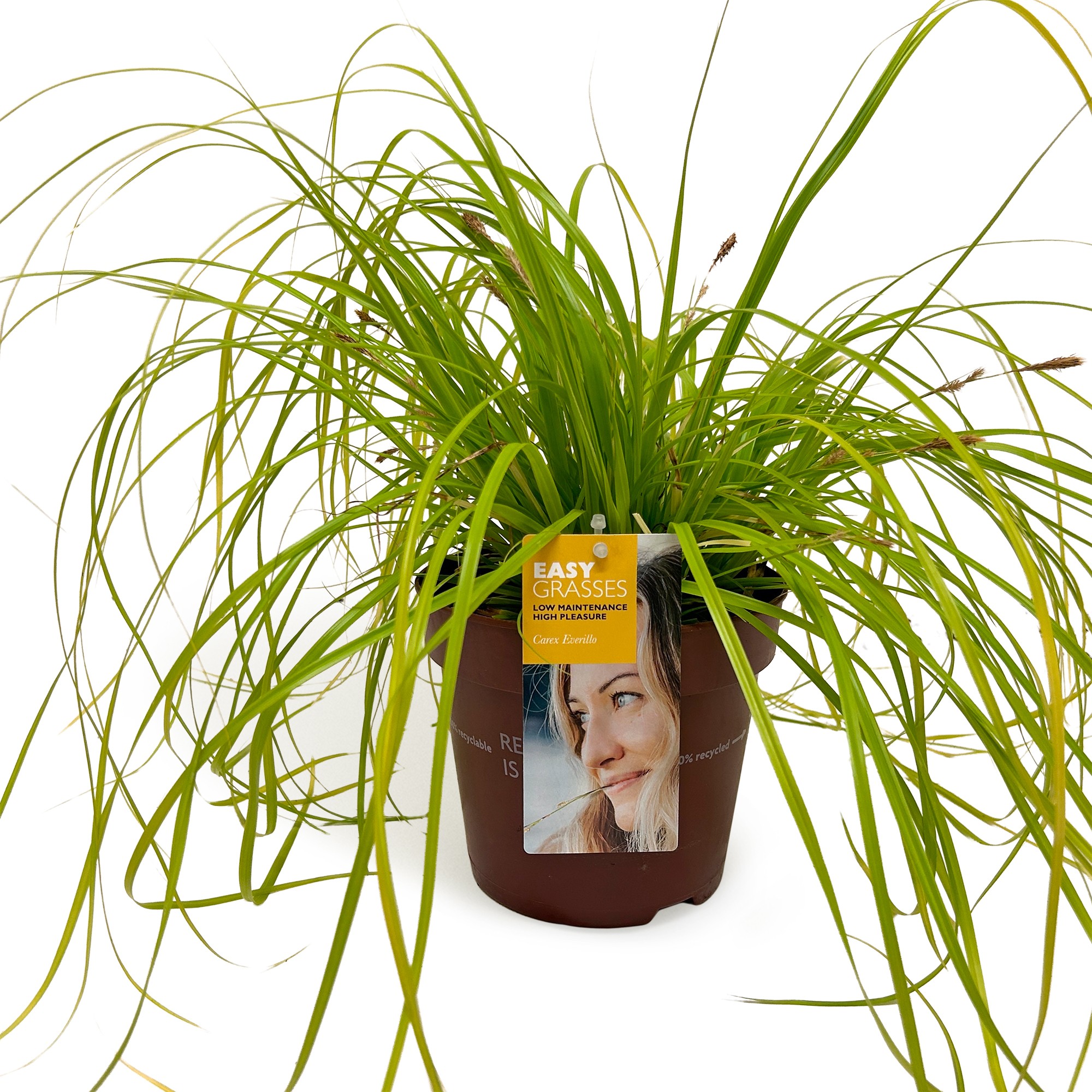 Picture of Carex oshimensis Everillo
