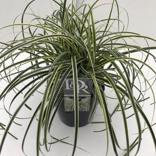 Carex 'Feather Falls' p23 Cammeraat