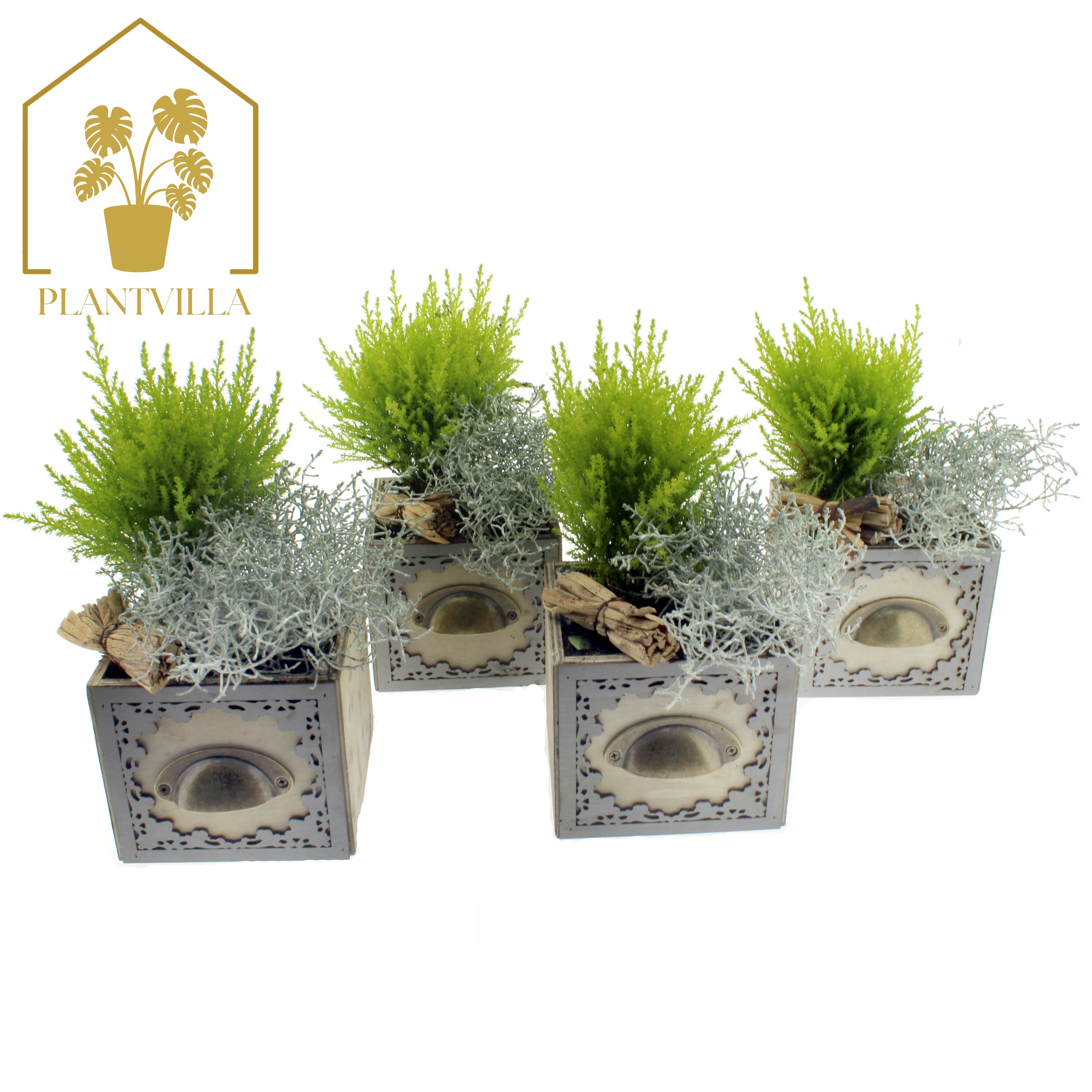 Arr Tuinplanten 14P 25cm 99bloei