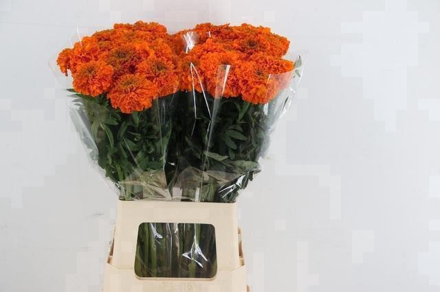 Tag E Promise Orange
