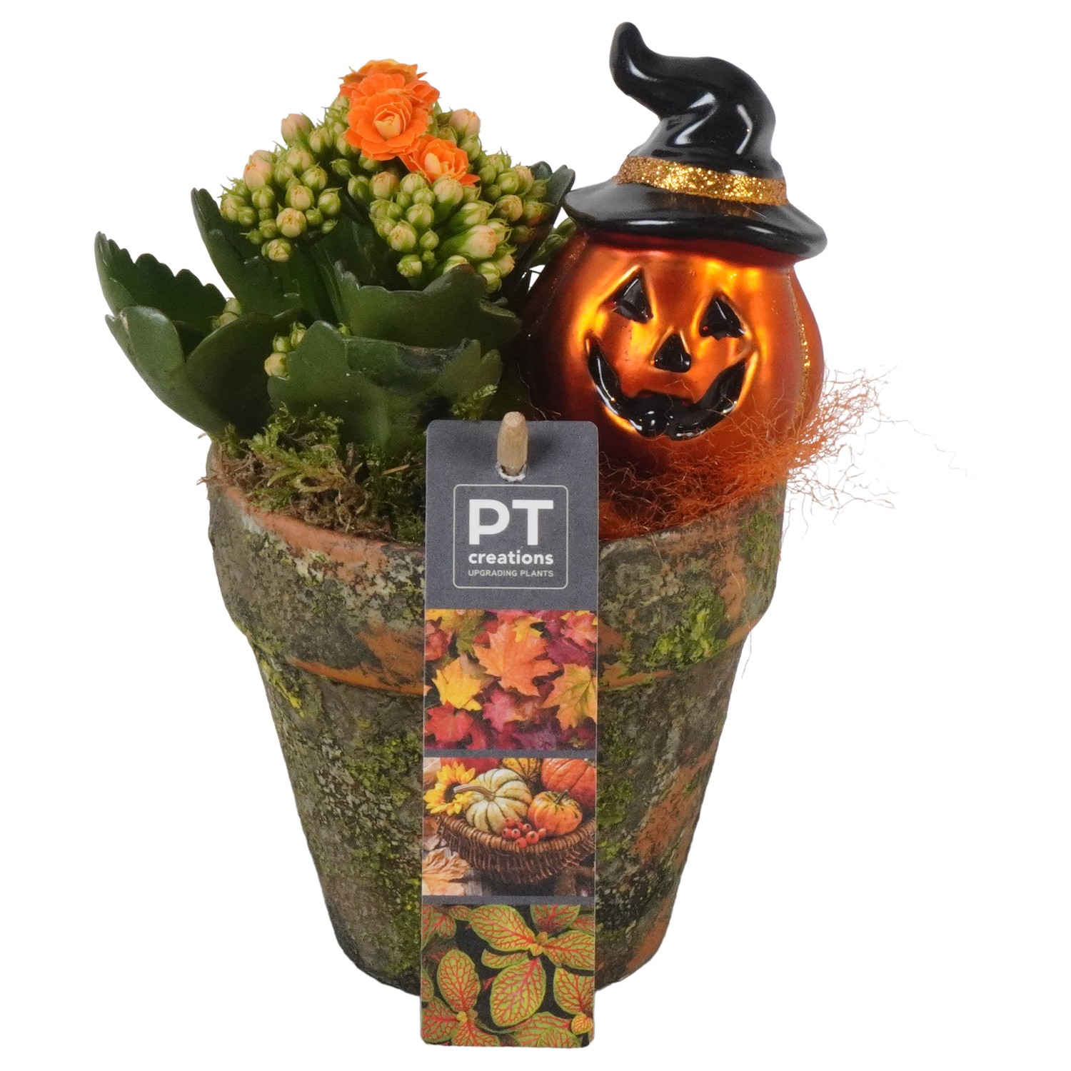 Picture of PTHL1918 Arrangement Halloween in terracotta pot P10 19CM