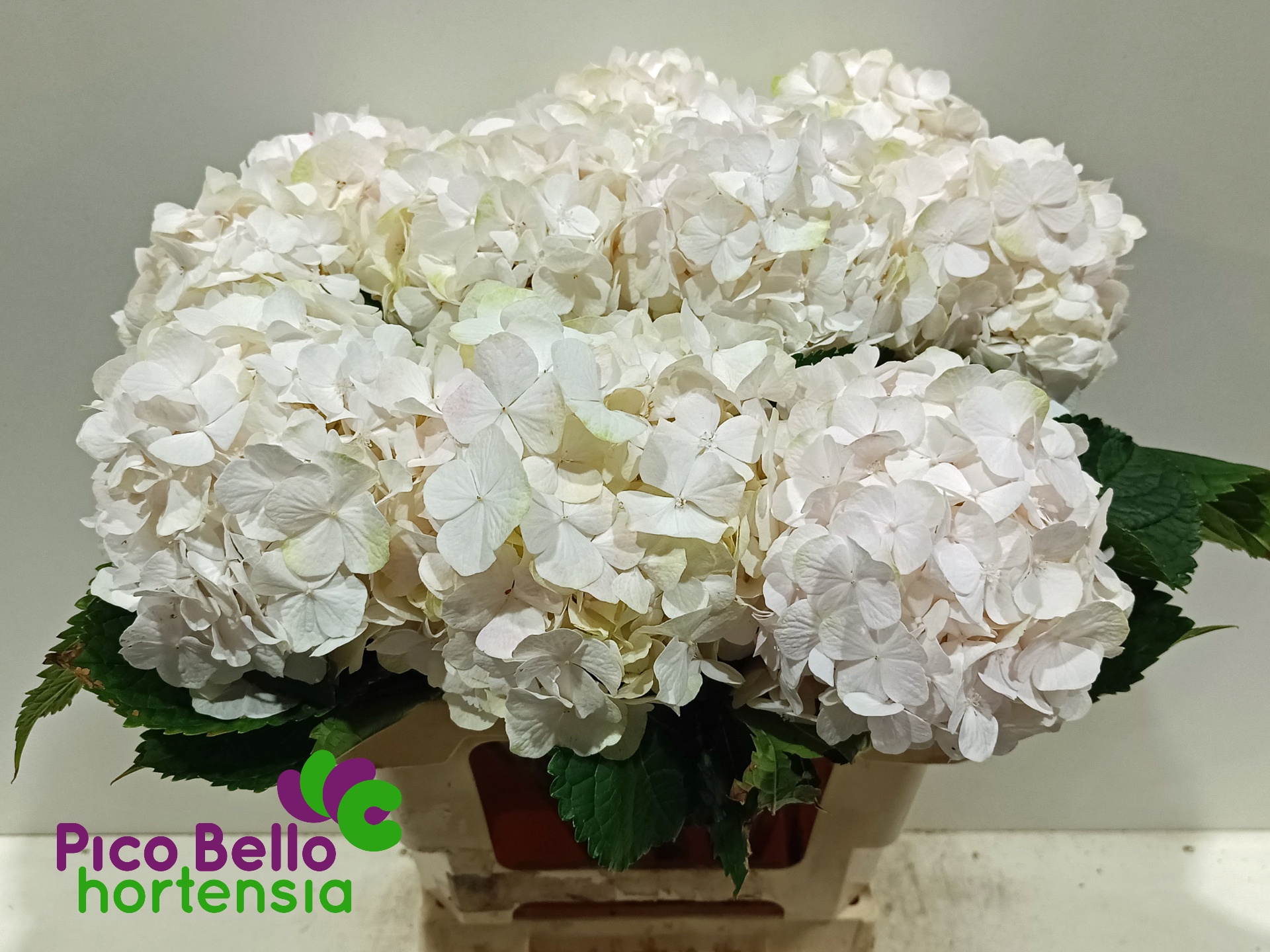 Hydrangea Sweet Verena 60cm 17Ø