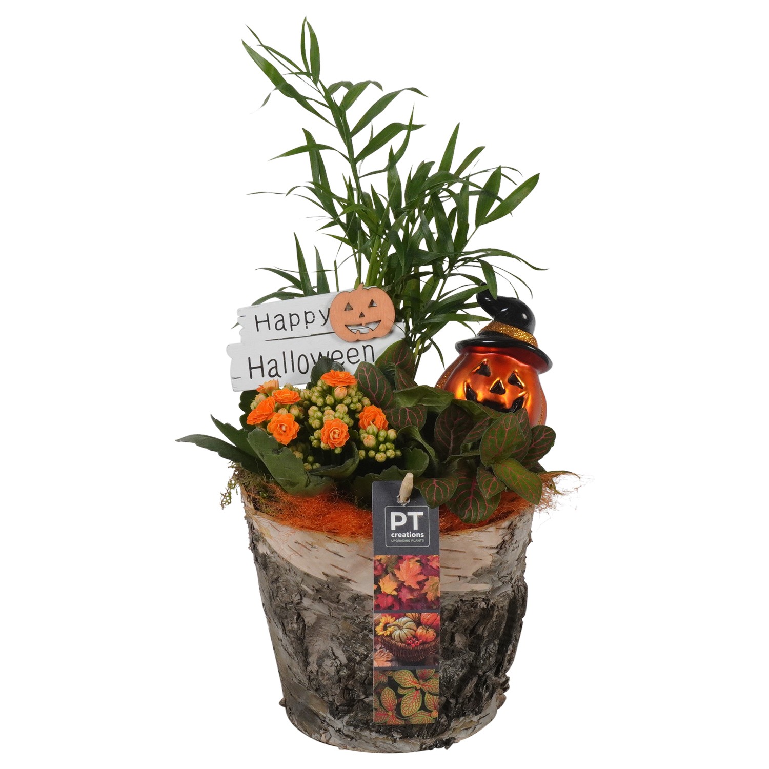 Picture of PTHL1932 Arrangement Halloween in wooden box P14 36CM