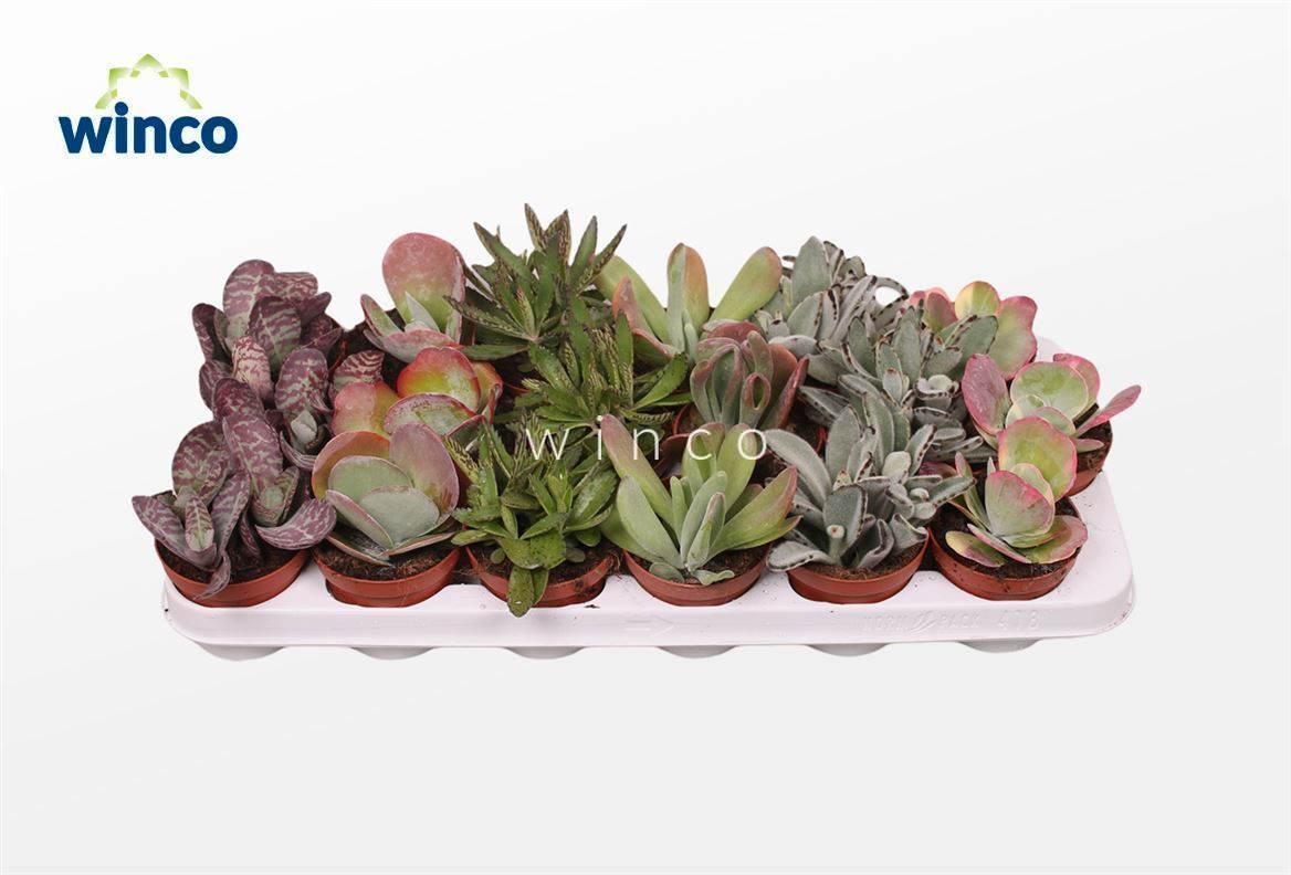 Picture of Kalanchoe varieties P8 15CM