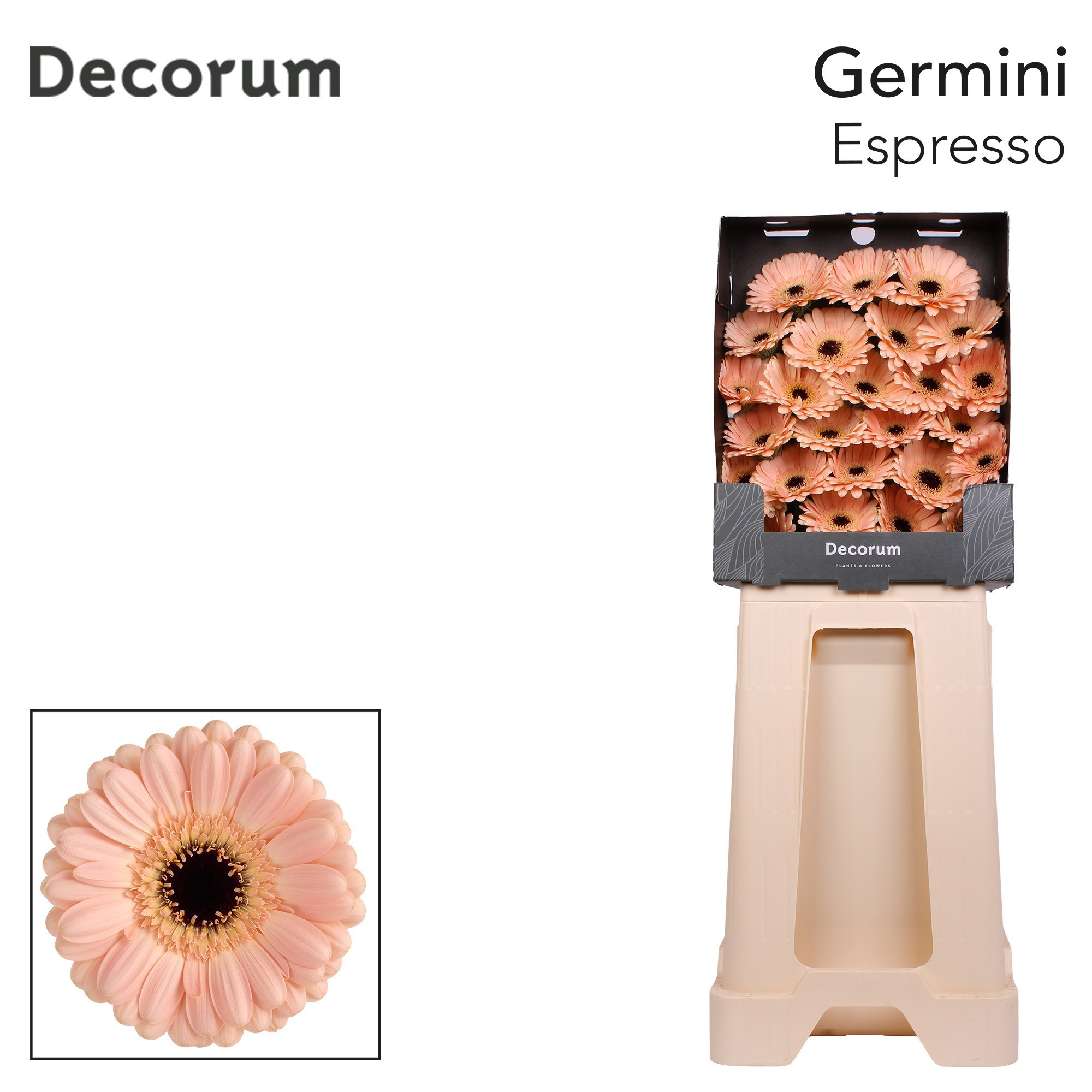Ge Mi Espresso