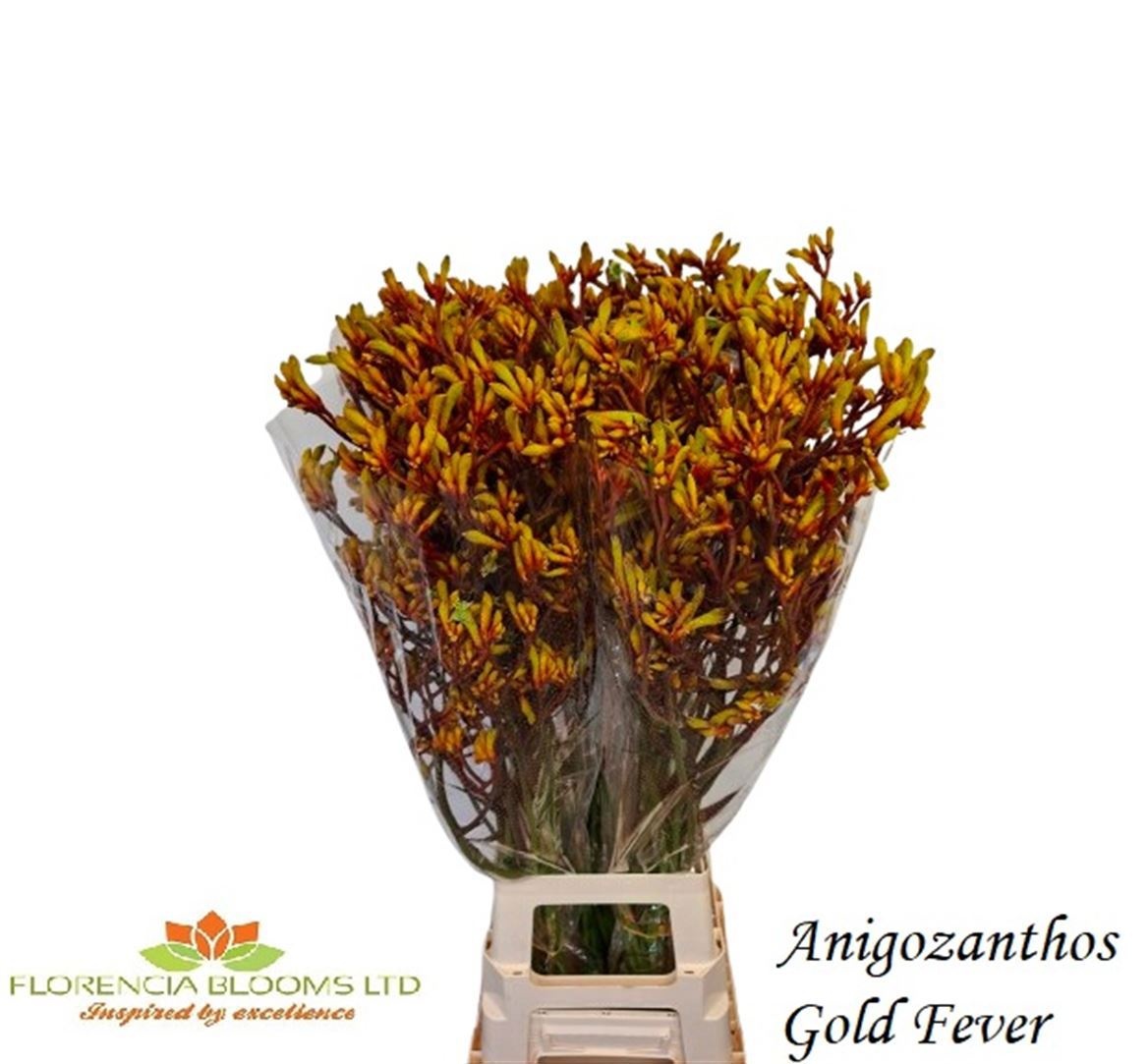 Anigoz Gold Fever