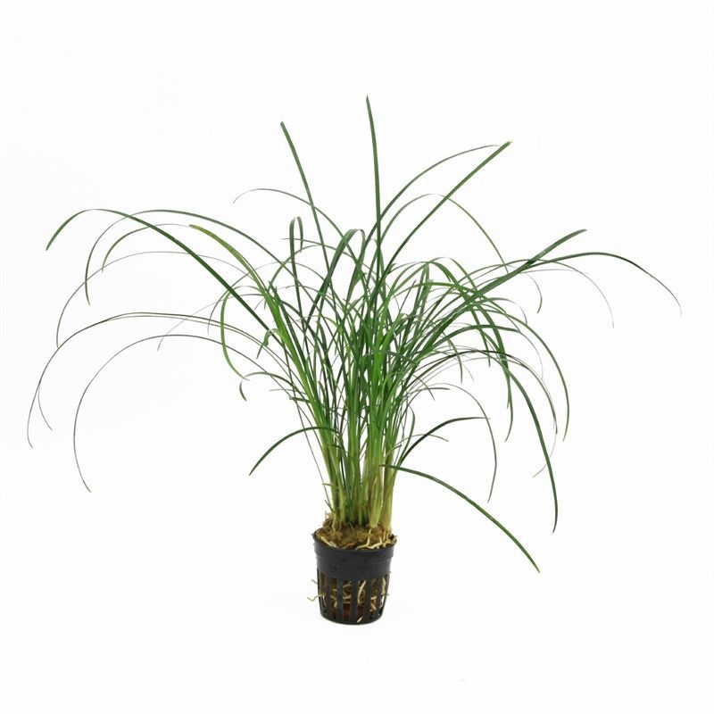 Ophiopogon japonicus