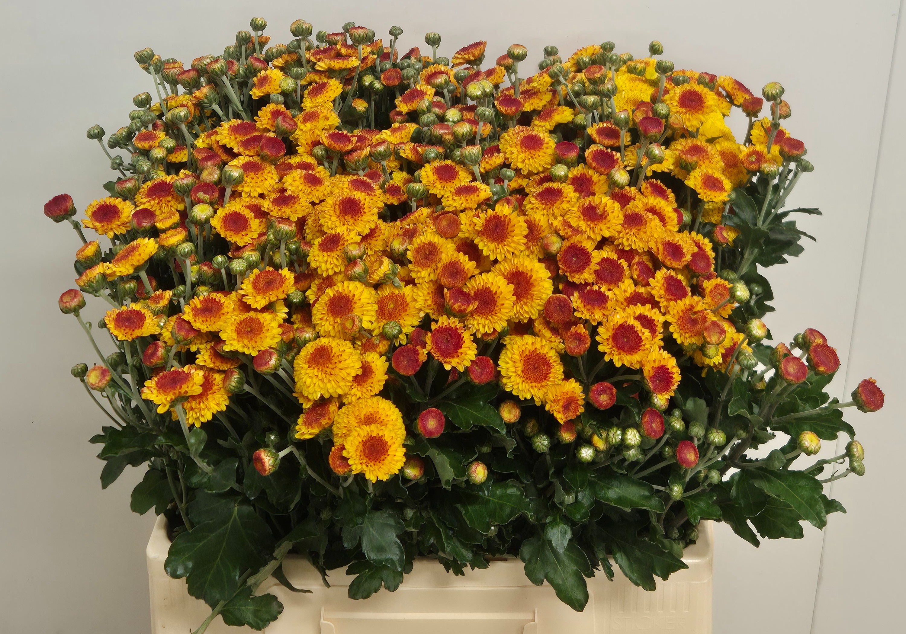 Chrysant Tbu Bright Eye 60cm 50gram
