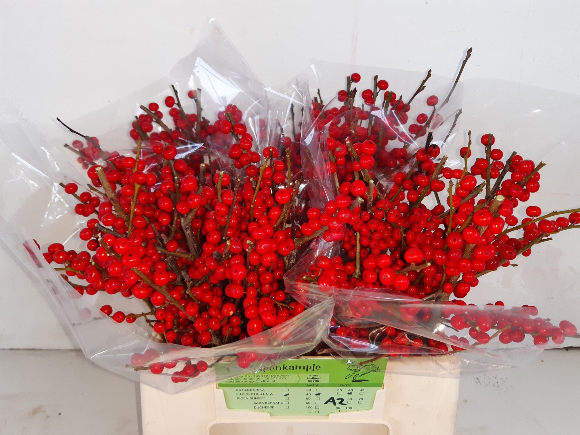 Ilex Verticlilata 45cm