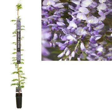 Picture of Wisteria sinensis Prolific +Long & strong label P23 210cm