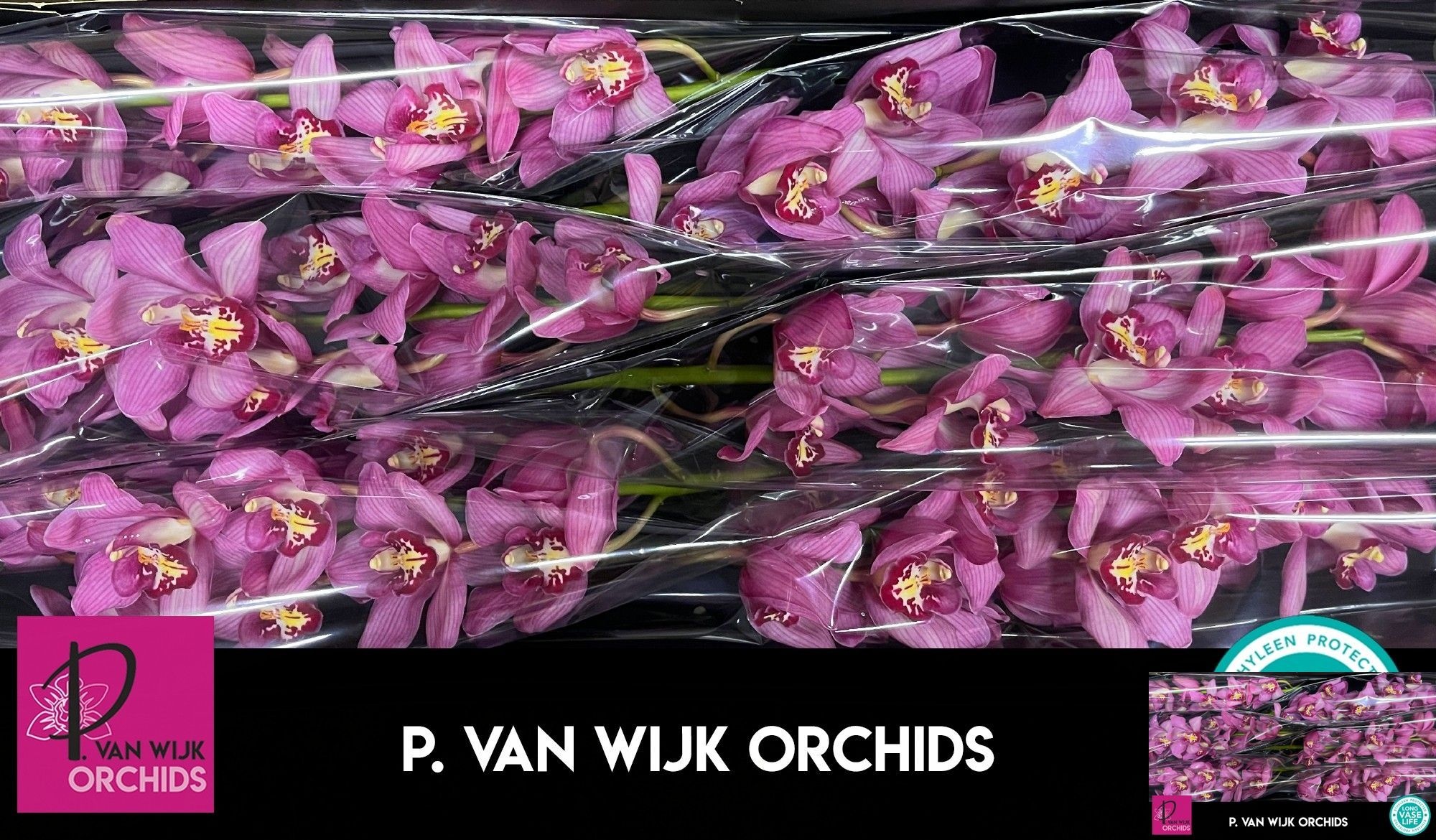 Cymbidium Cynthia 12/15bl
