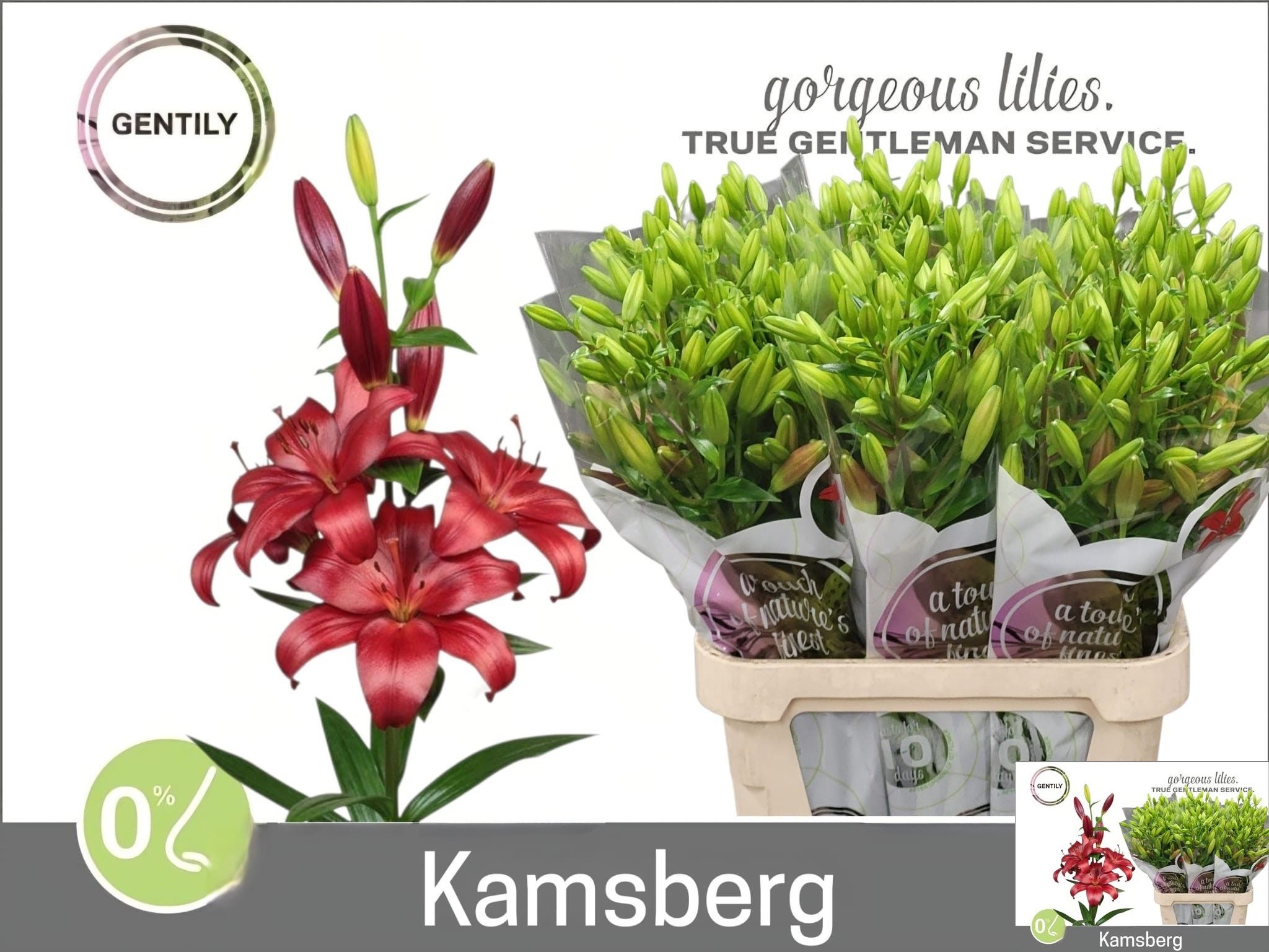 Li La Kamsberg 95L.cm 55+knop 23bloei