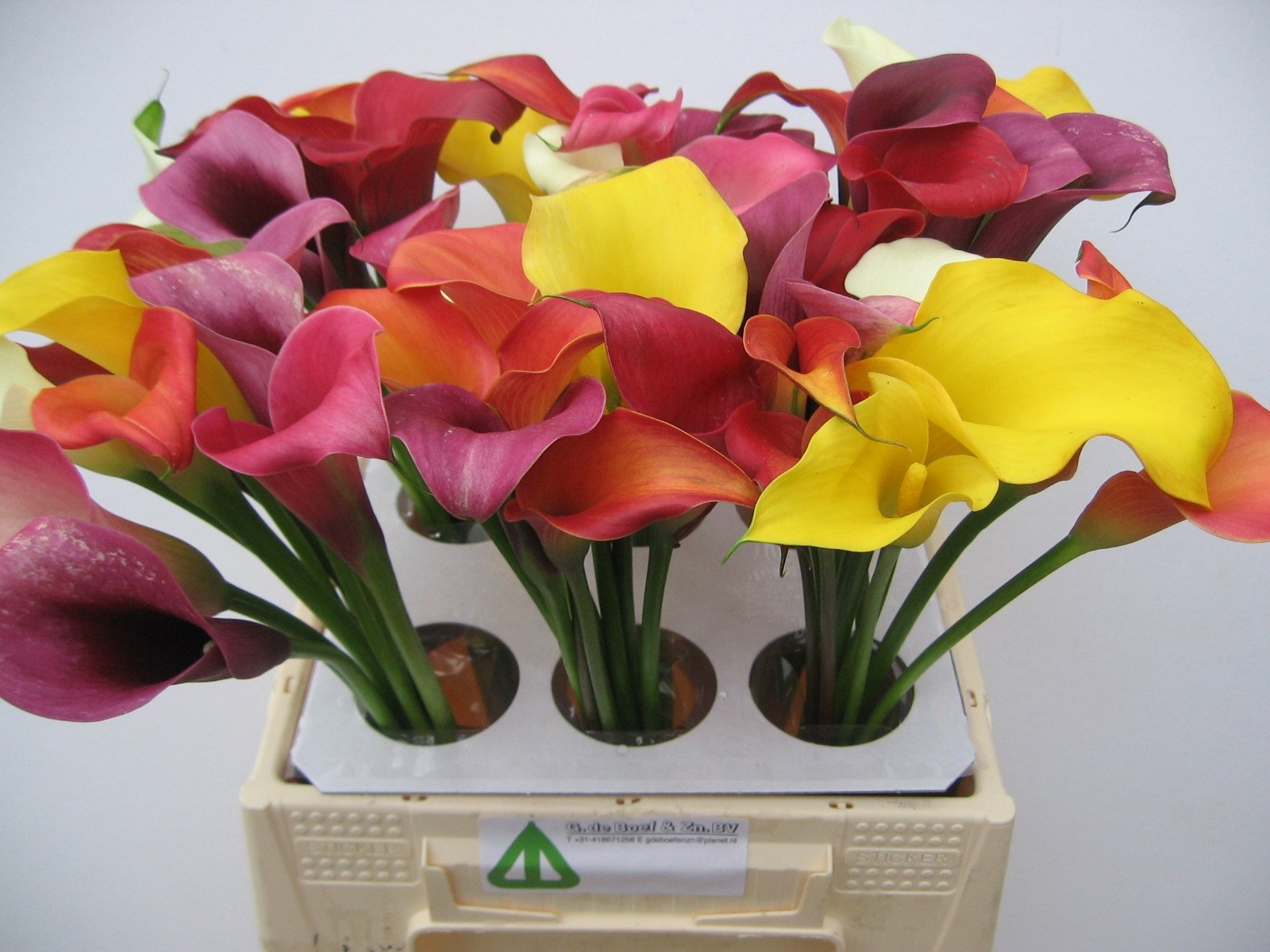 Calla Mixed In Bunch 40cm