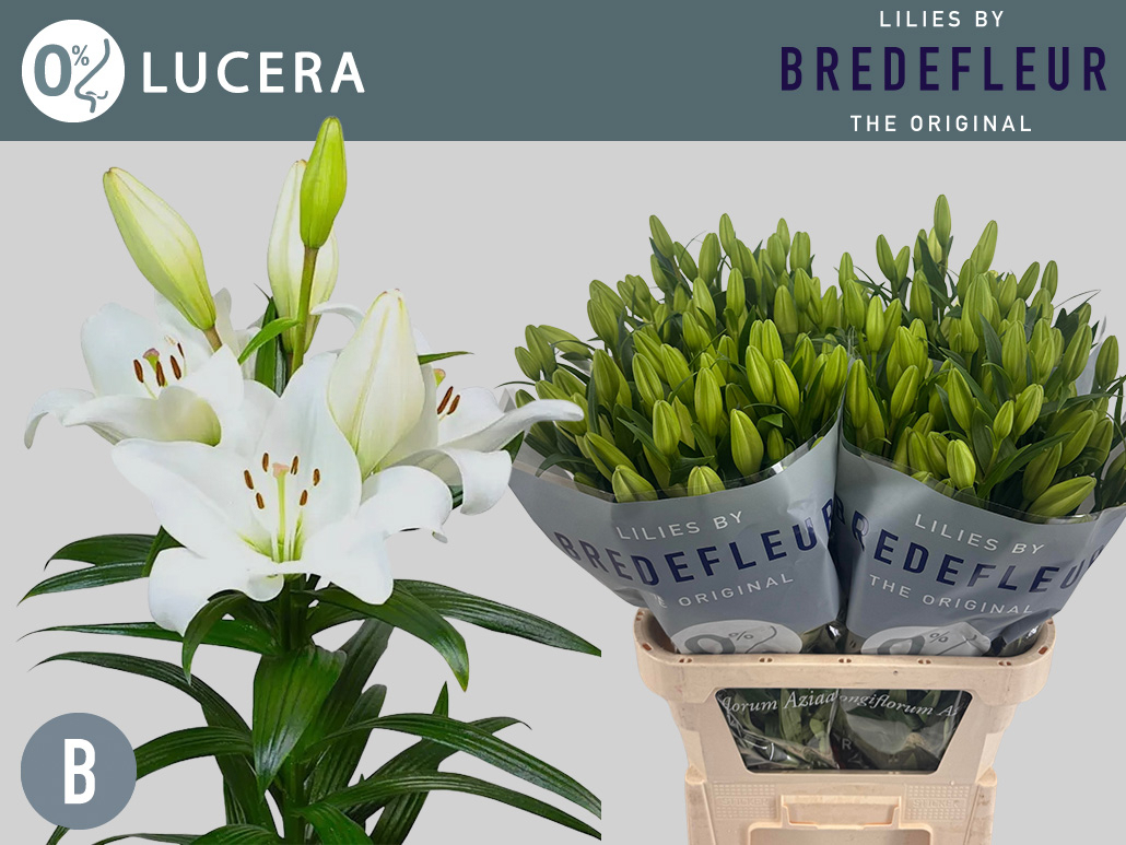 Li La Lucera 5+