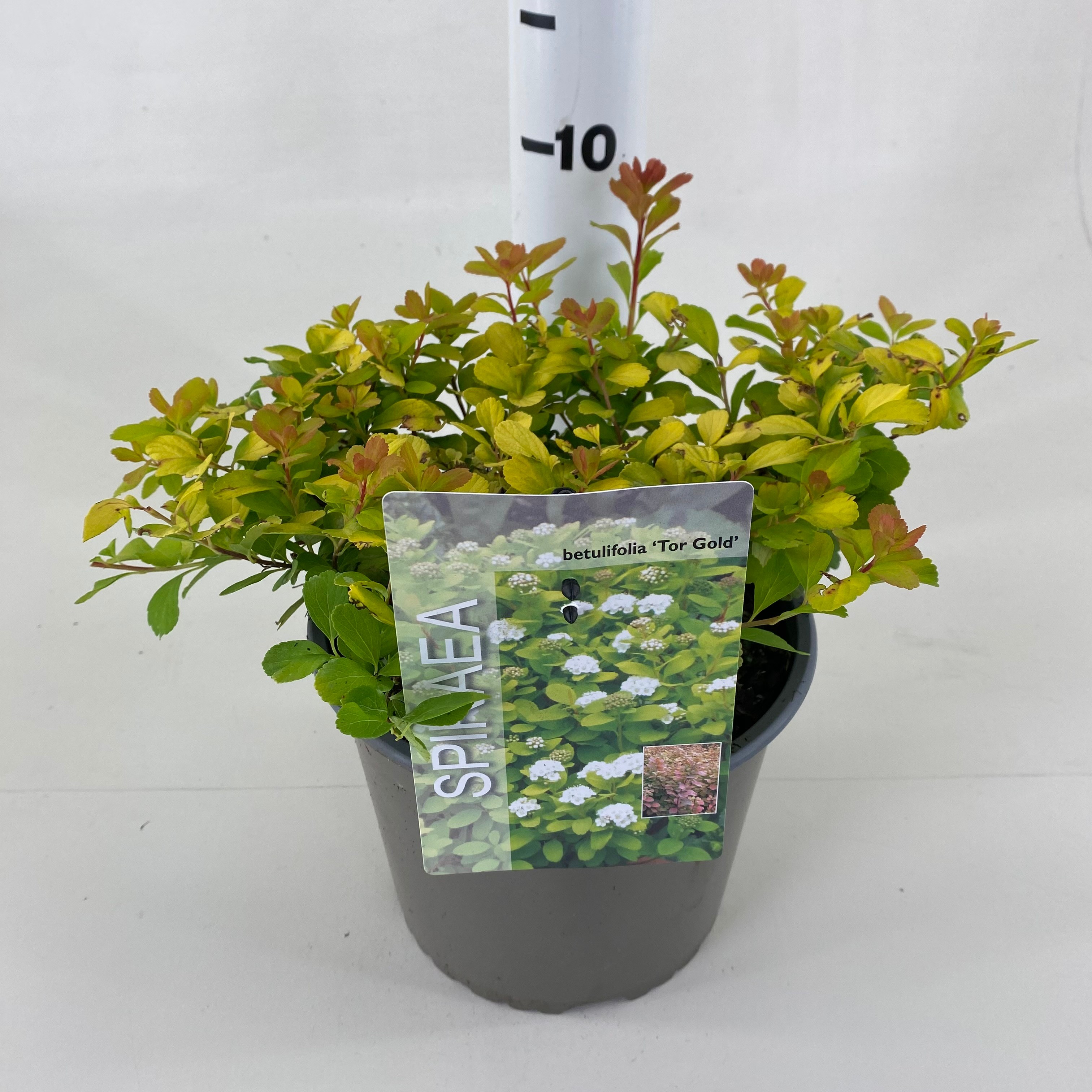 Picture of Spiraea betulifolia Tor Gold ® P19 (3 Ltr)